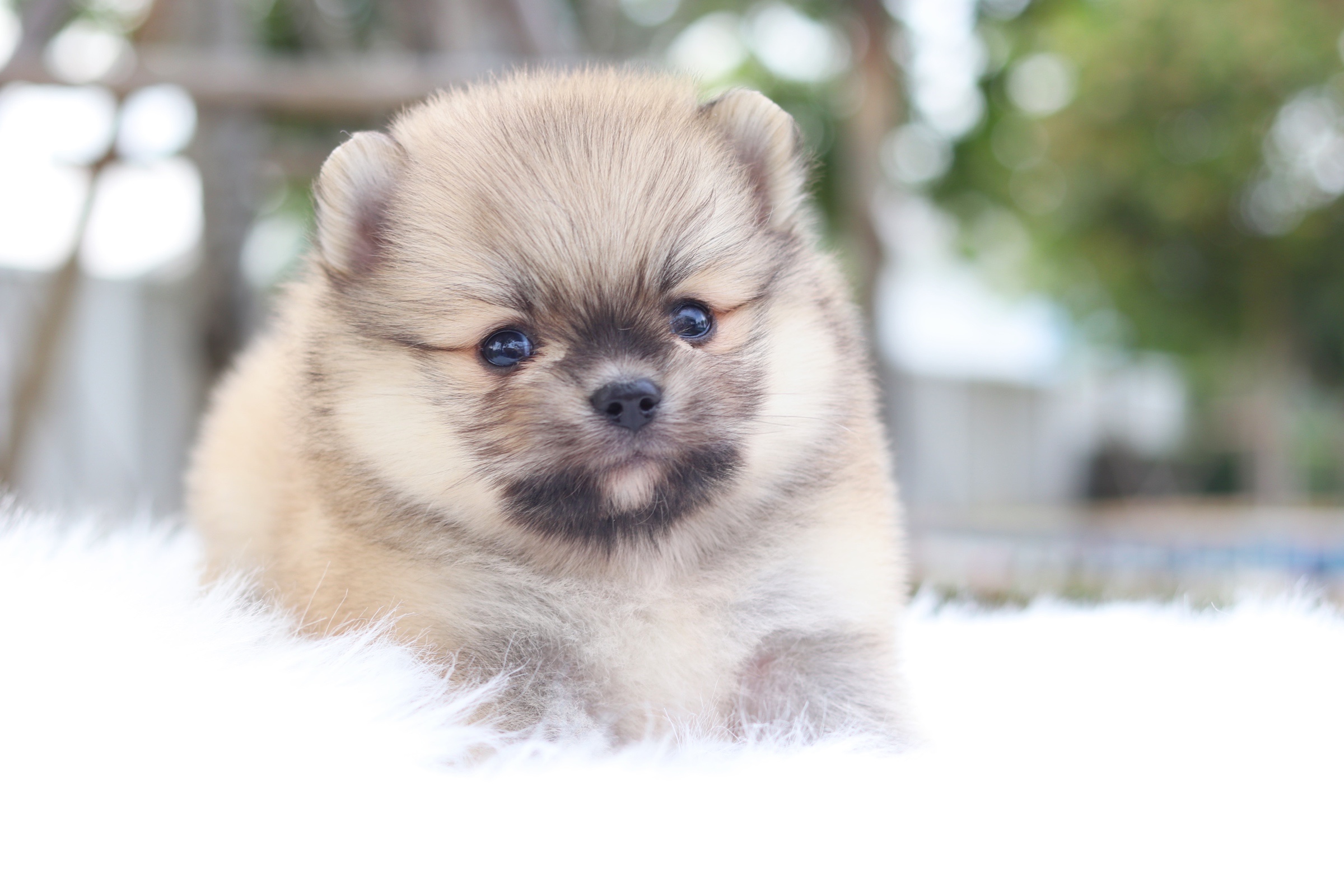 ปอมเมอเรเนียน เพศผู้ สีส้ม