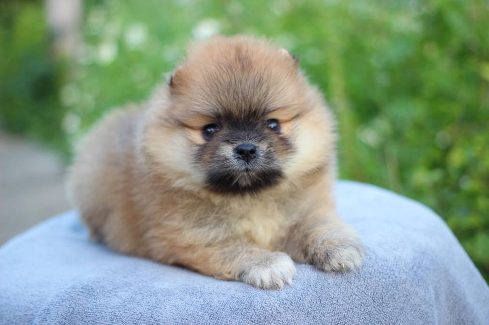 ปอมเมอเรเนียน เพศเมีย