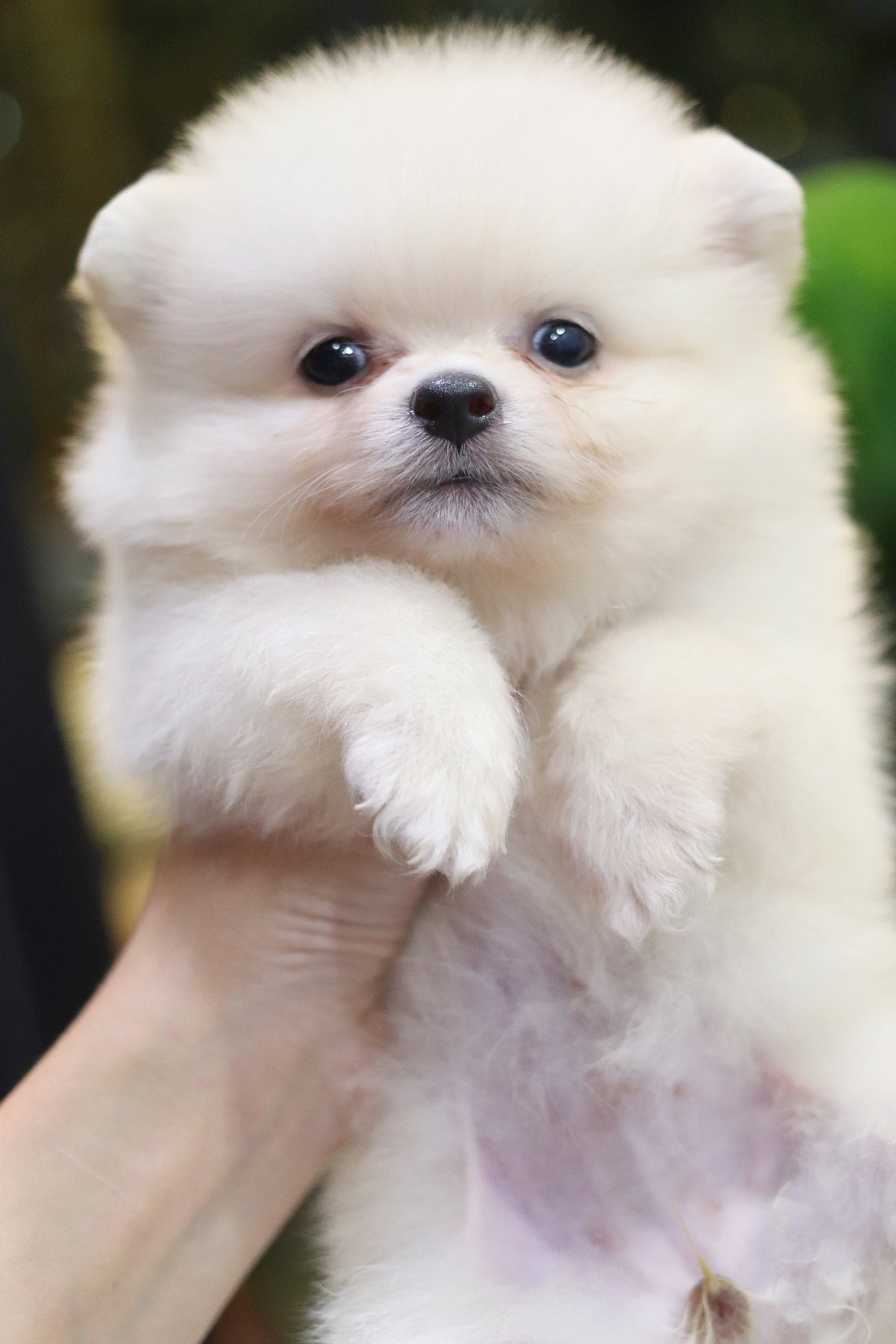 ปอมเมอเรเนียน เพศผู้ ขาวครีม