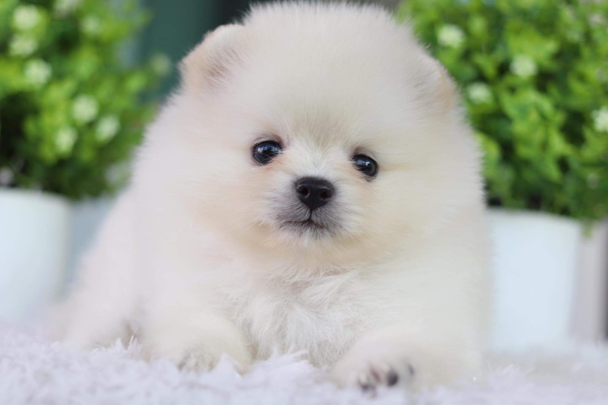 ปอมเมอเรเนียน เพศเมีย