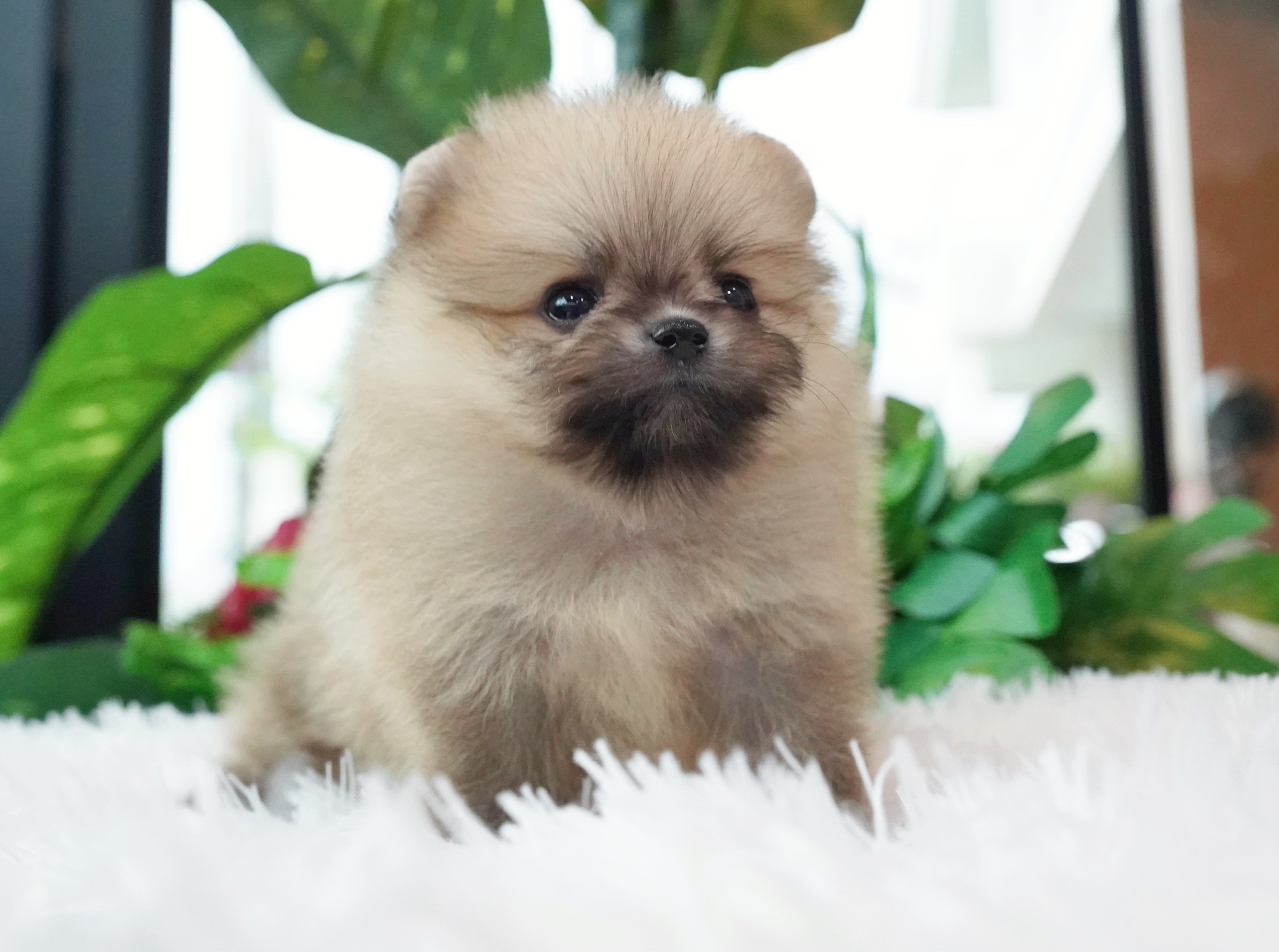 ปอมเมอเรเนียน เพศผู้ สีส้ม