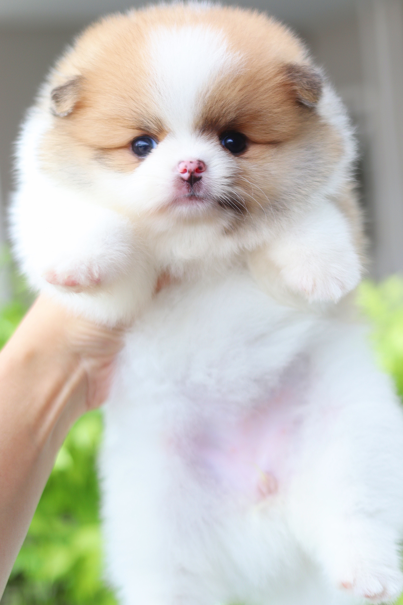 ปอมเมอเรเนียน เพศเมียสีแฟนซี เกรดโชว์