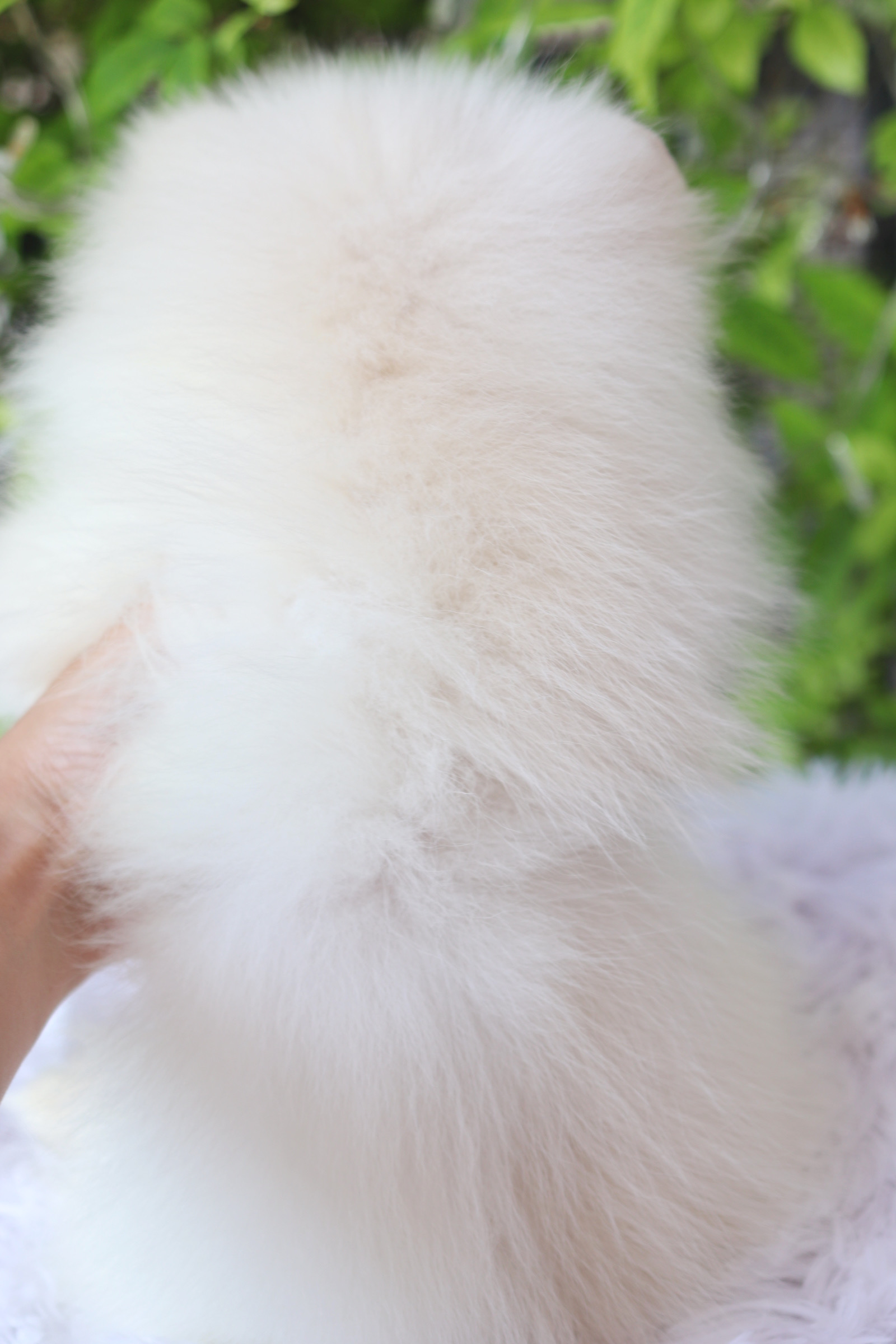 ปอมเมอเรเนียน เพศผู้ สีขาวครีม