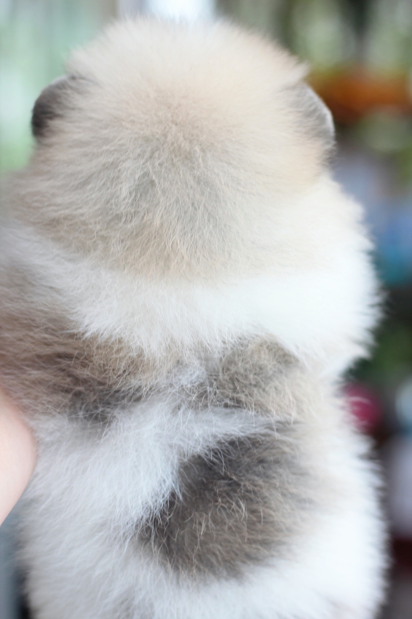 ปอมเมอเรเนียน เพศผู้แฟนซี