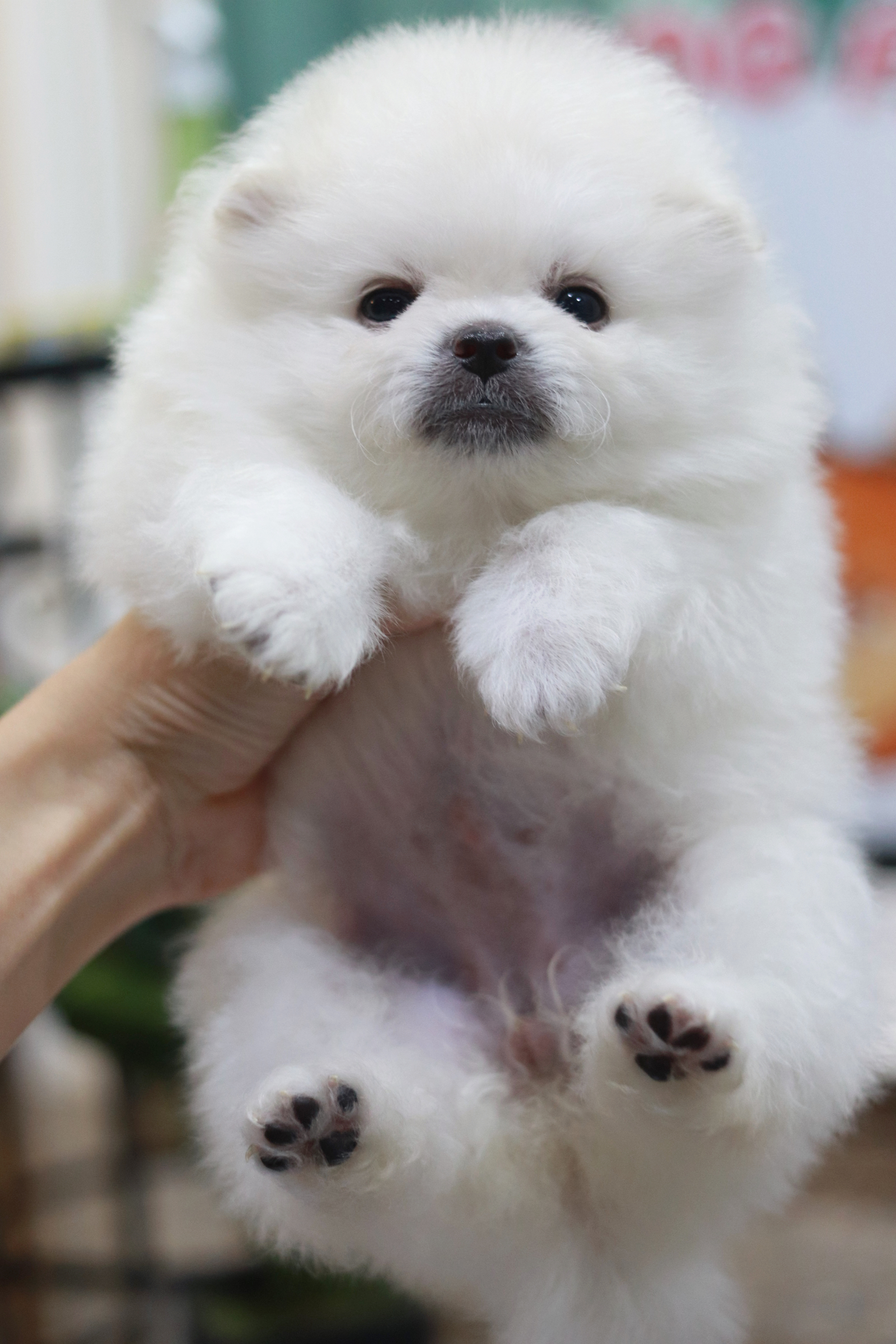 ปอมเมอเรเนียน เพศเมียขาว