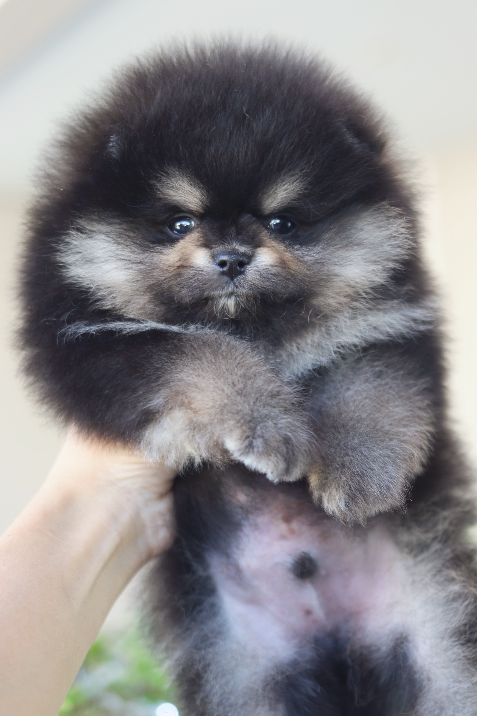 ปอมเมอเรเนียน เพศผู้ สีแบล็คแทน เกรดโชว์