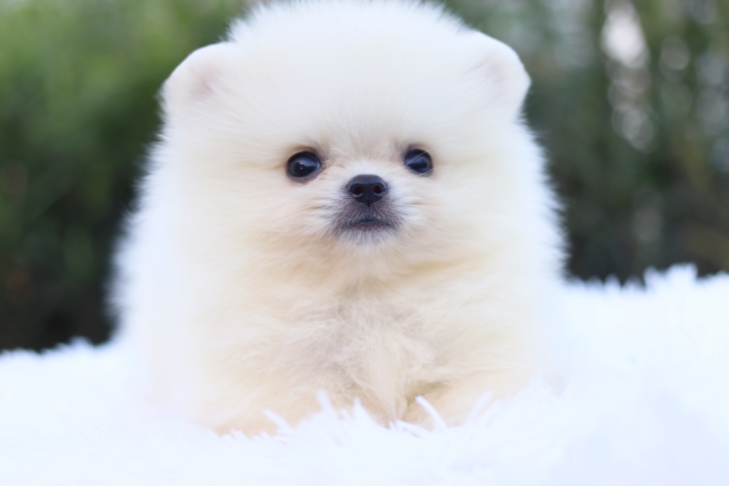 ปอมเมอเรเนียน เพศผู้ สีขาวครีม