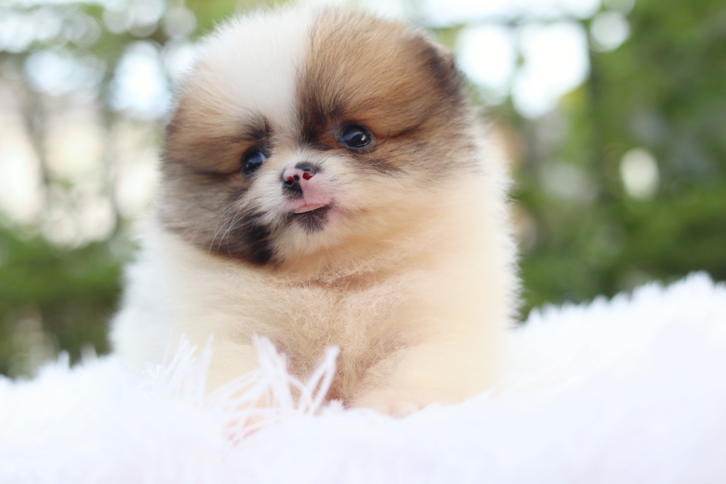 ปอมเมอเรเนียน เพศผู้แฟนซี