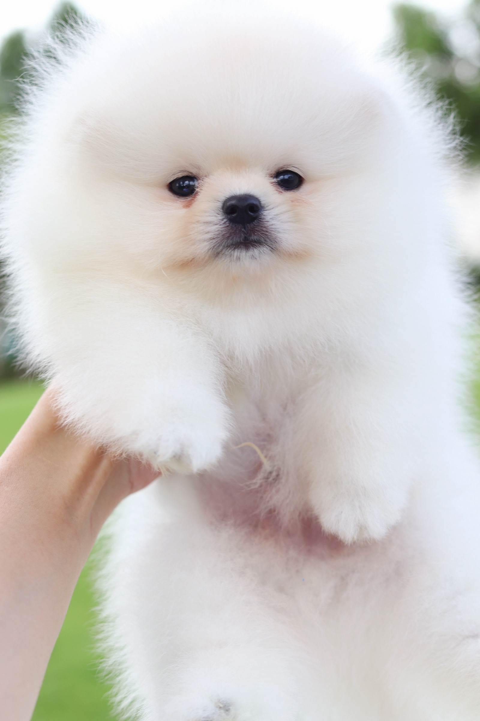 ปอมเมอเรเนียน เพศผูัสีขาวครีม เกรดโขว์