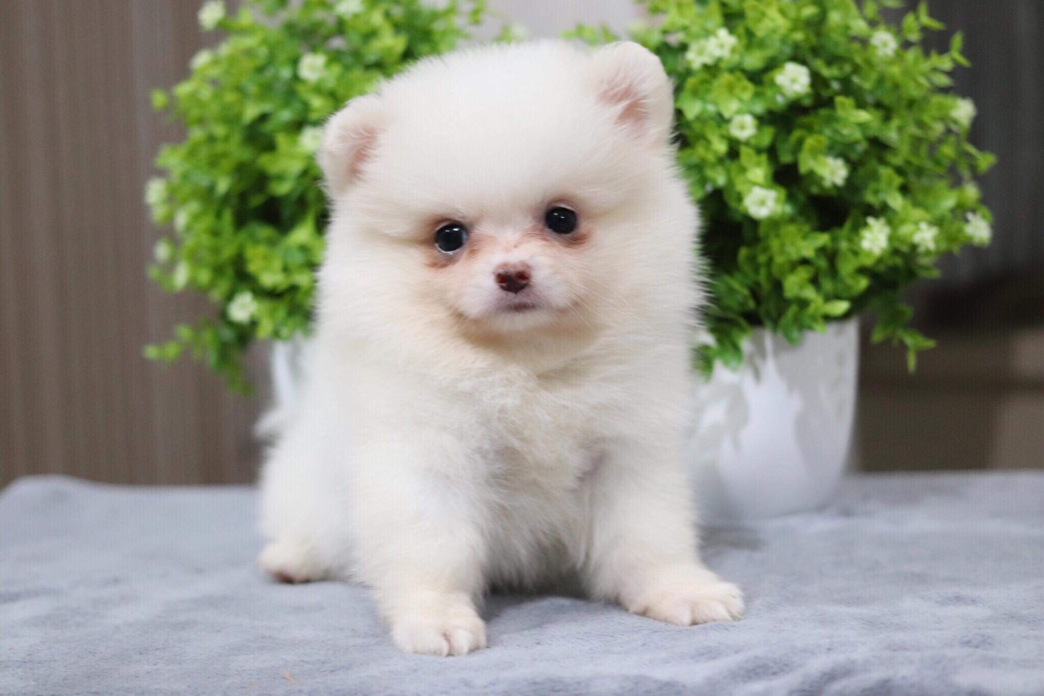 ปอมเมอเรเนียน เพศเมีย