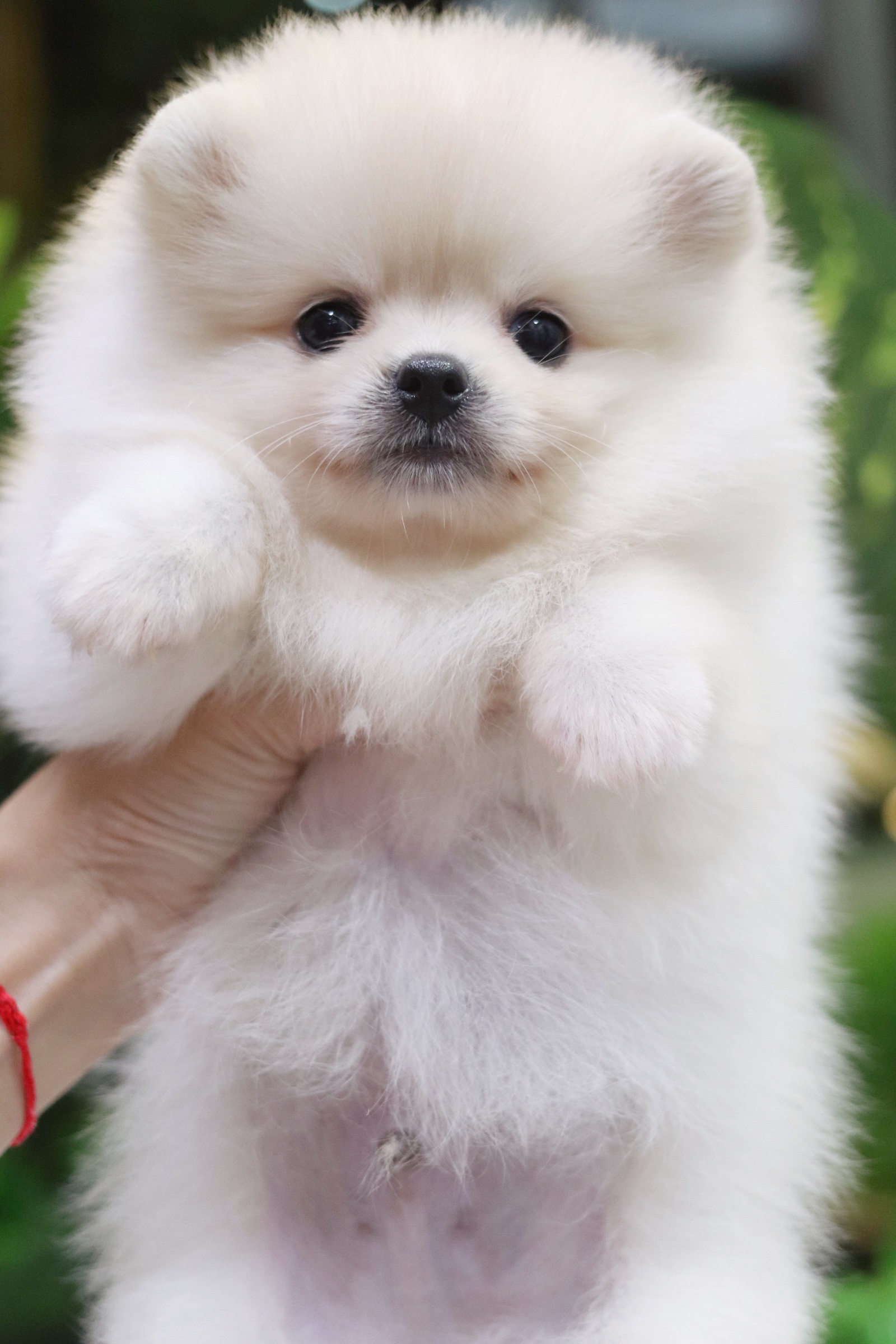 ปอมเมอเรเนียน เพศผู้ สีขาวครีม