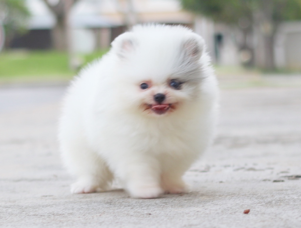 ปอมเมอเรเนียน เพศผู้แฟนซีเมอร์เร่ตาสีฟ้าเกรดโชว์