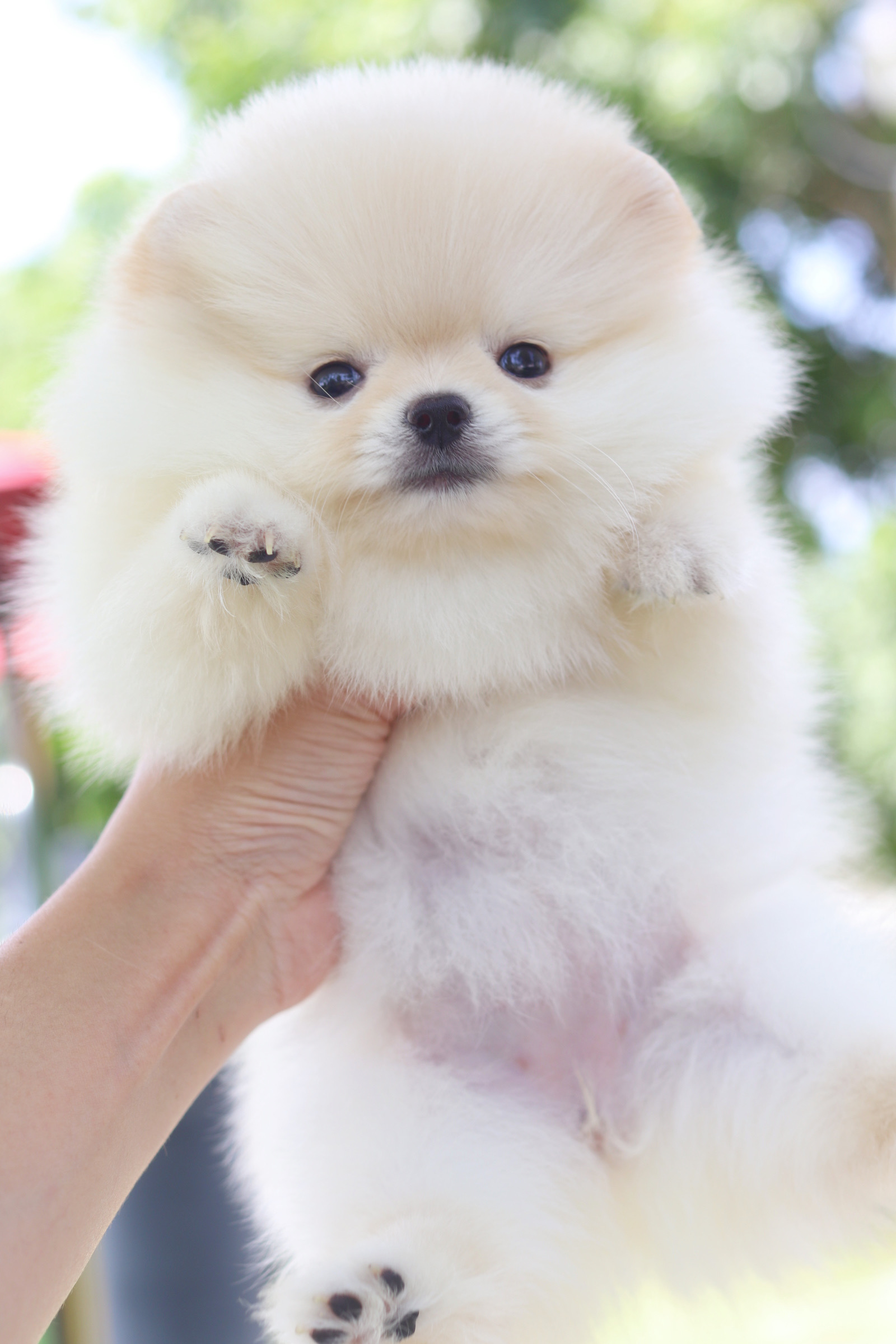 ปอมเมอเรเนียน เพศเมียสีขาวครีมเกรดโชว์