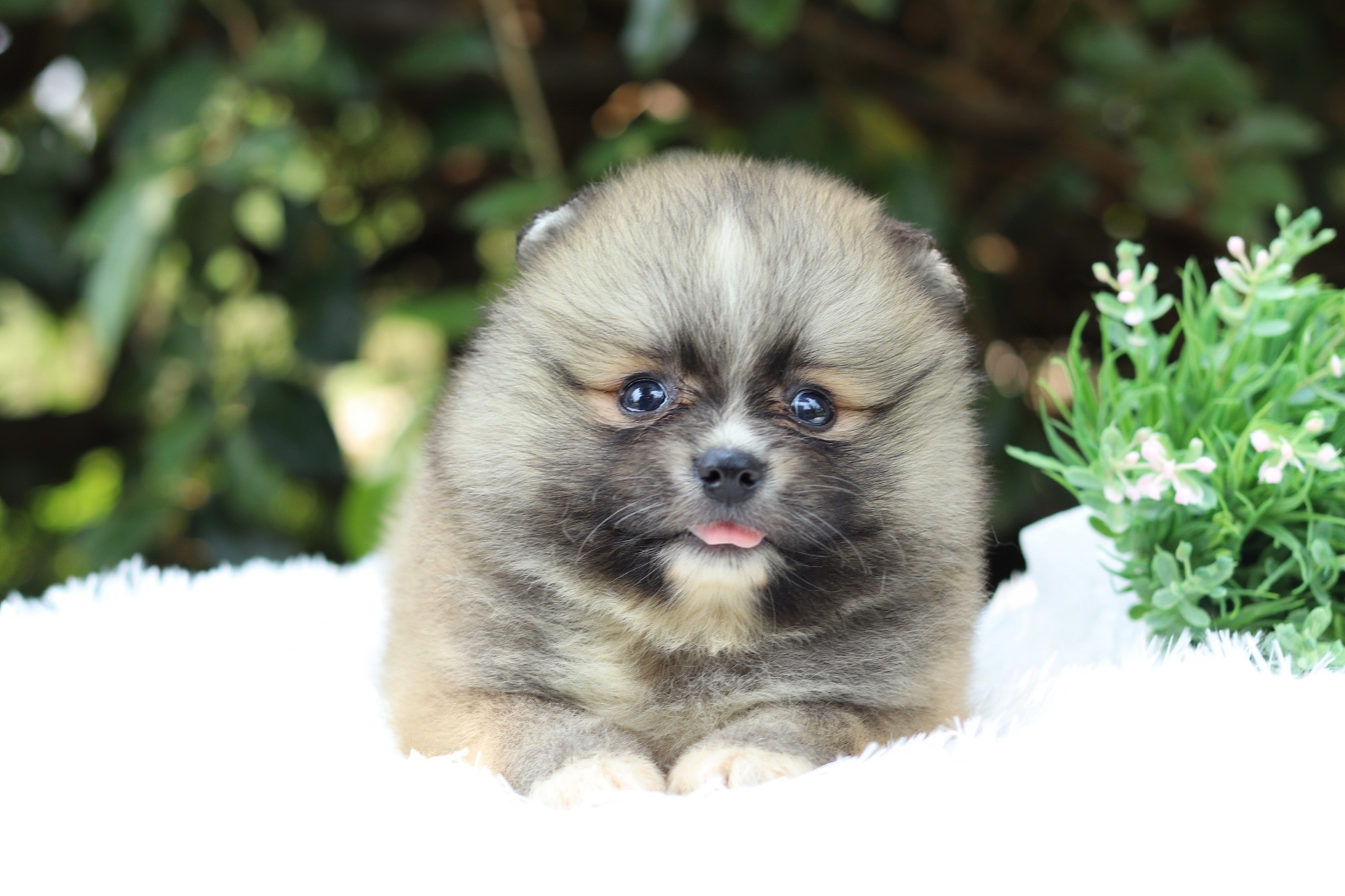 ปอมเมอเรเนียน เพศผู้ สีส้ม