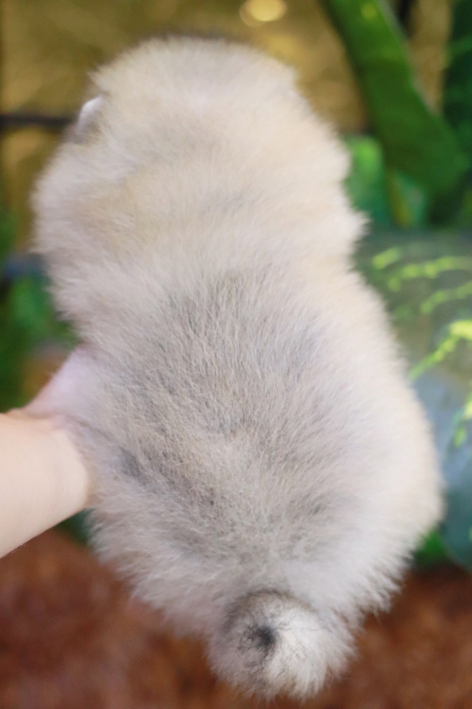 ปอมเมอเรเนียน เพศเมียสีส้ม