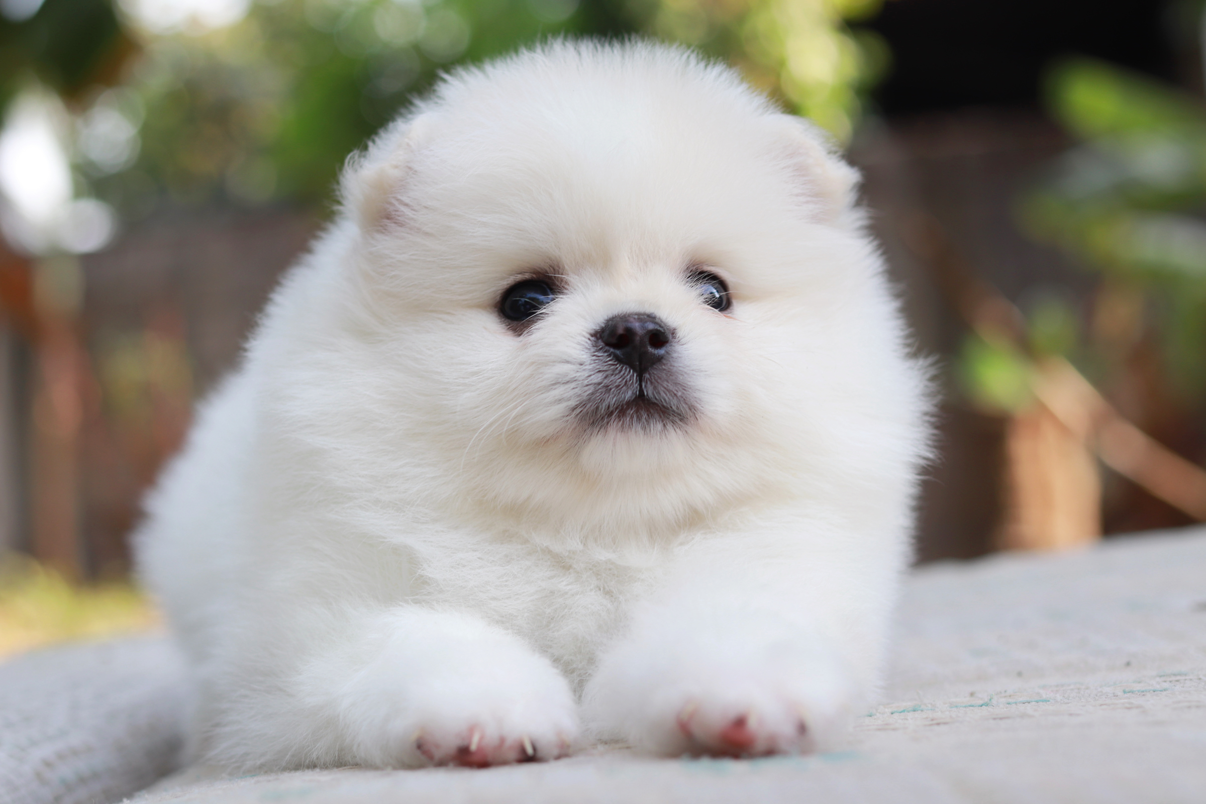 ปอมเมอเรเนียน เพศผู้ขาว