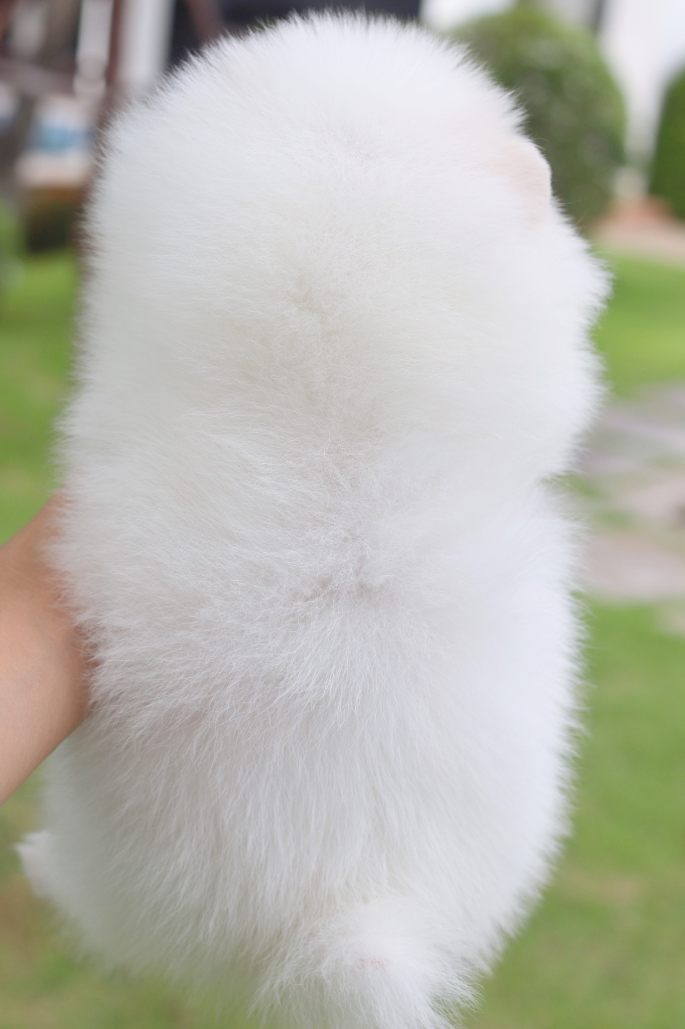 ปอมเมอเรเนียน เพศเมียสีขาวครีม