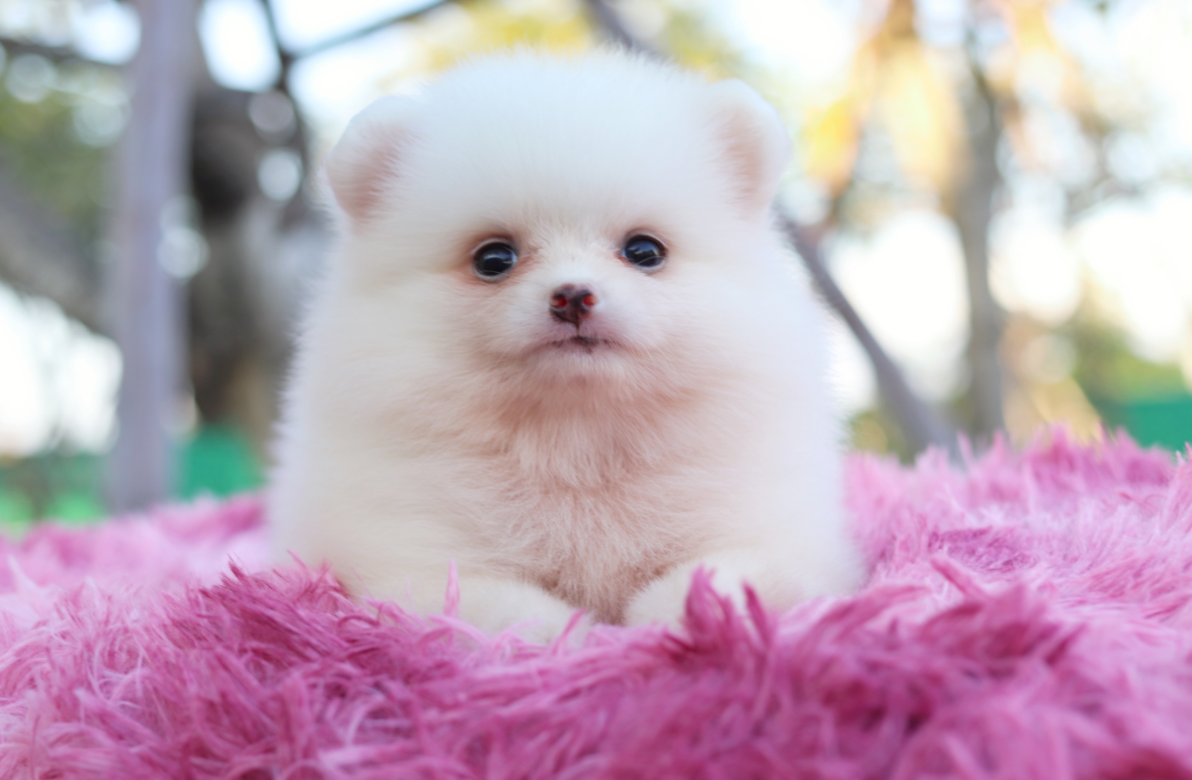 ปอมเมอเรเนียน เพศเมีย สีขาวครีม หน้าฟ็อก