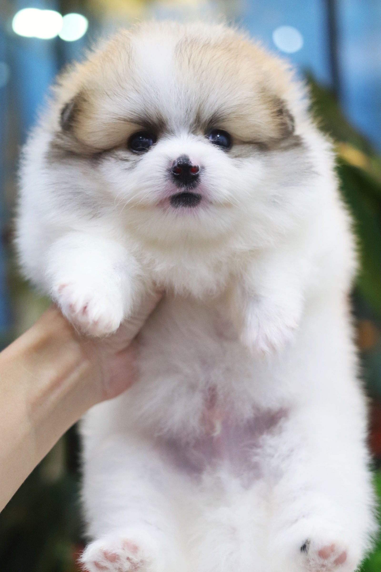 ปอมเมอเรเนียน เพศผู้สีแฟนซี