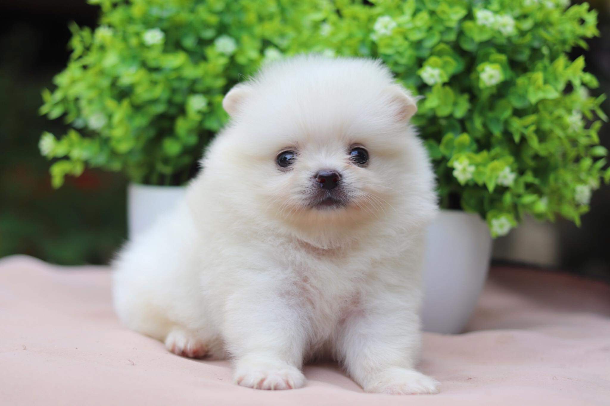 ปอมเมอเรเนียน เพศเมีย