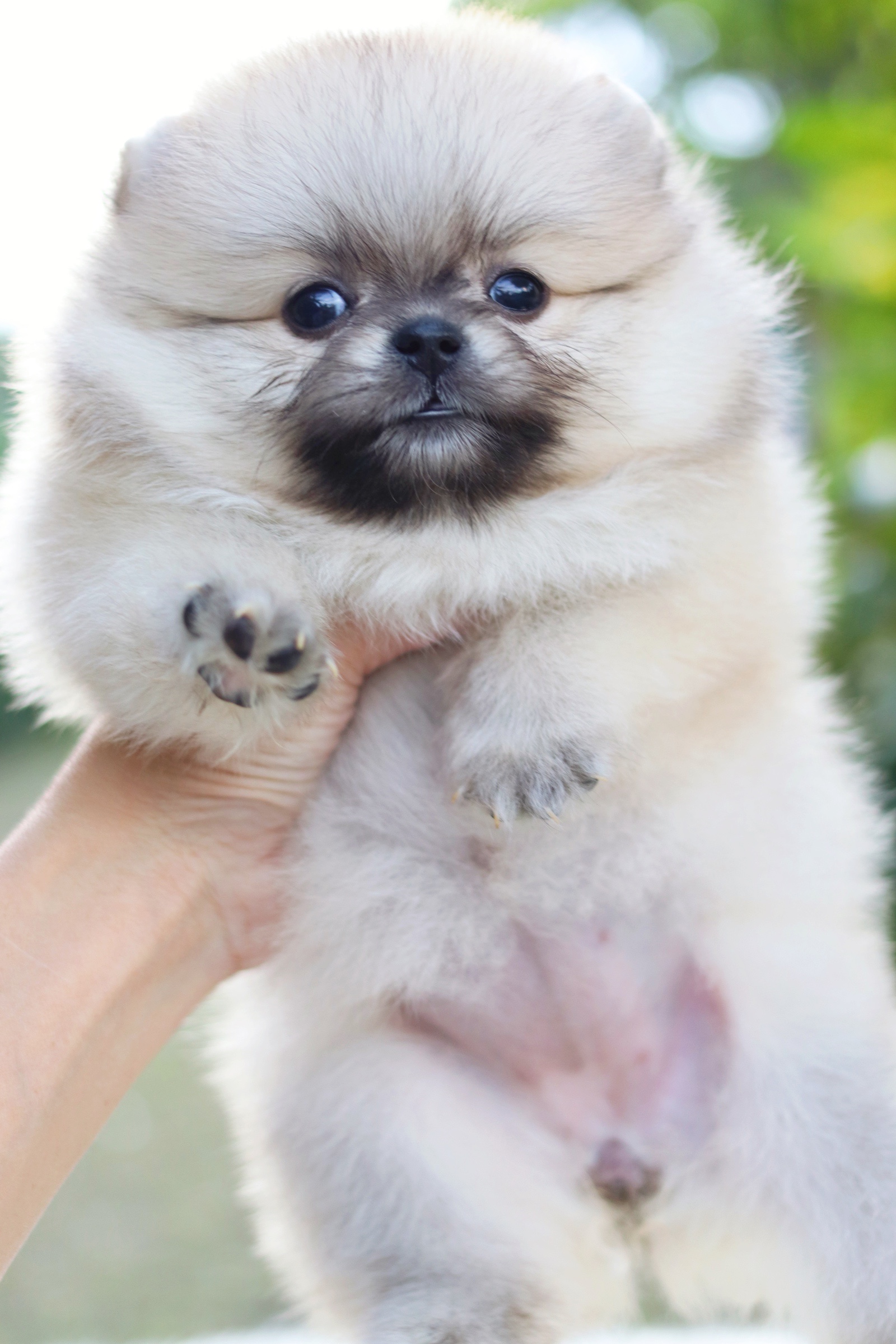 ปอมเมอเรเนียน เพศเมียสีส้ม