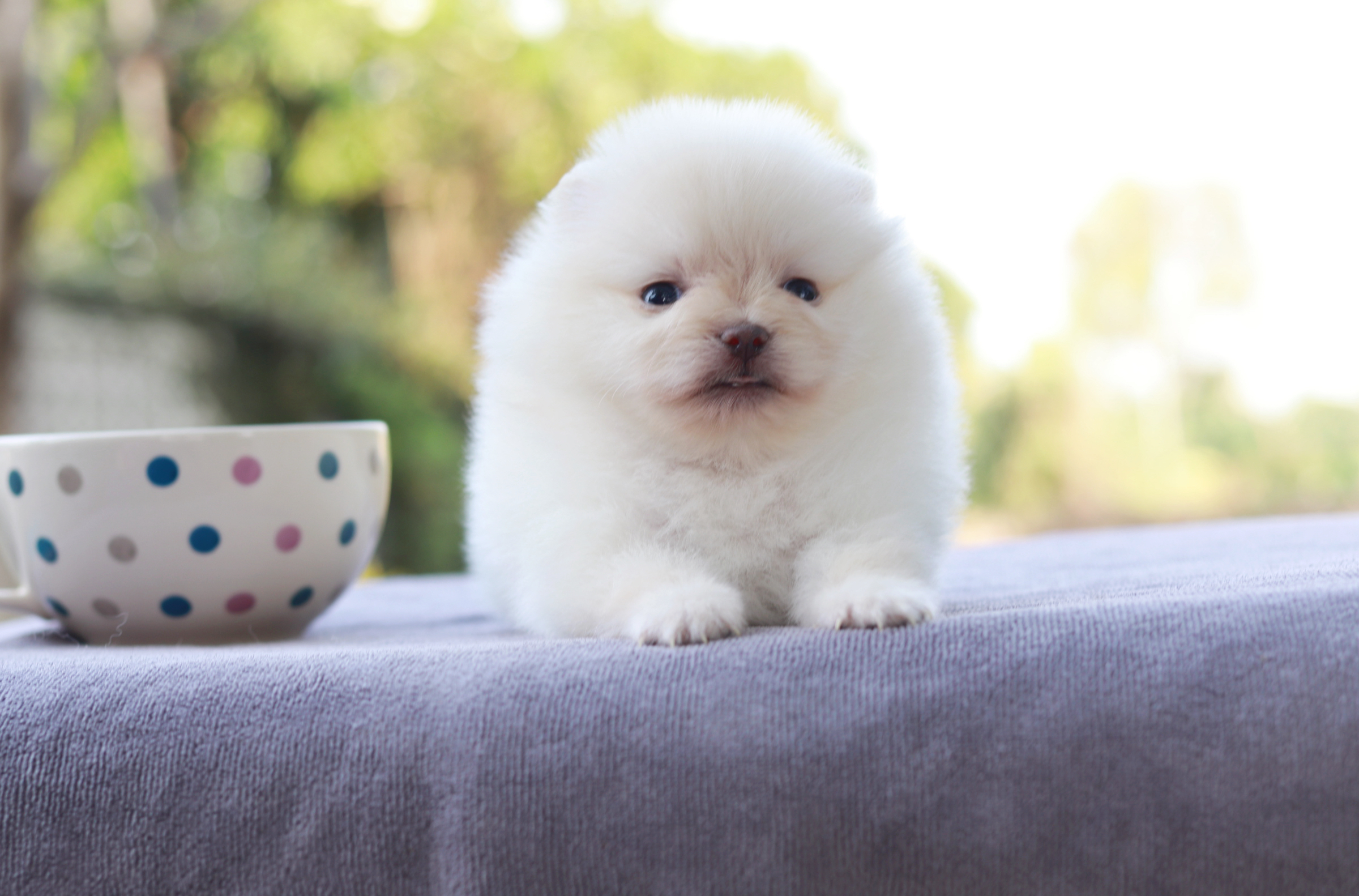 ปอมเมอเรเนียน เพศเมีย ทีคัพ