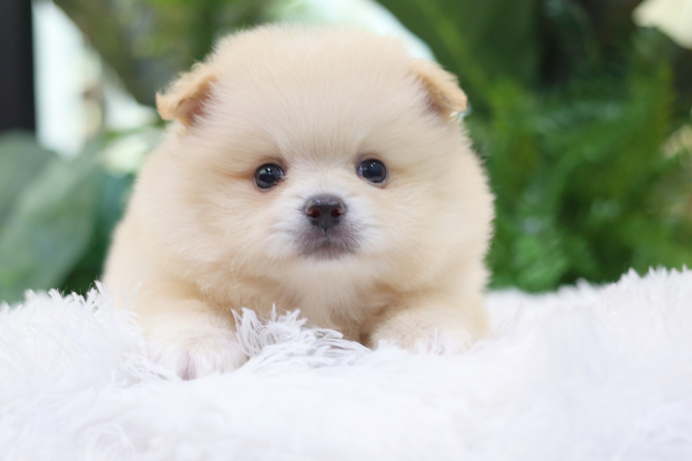 ปอมเมอเรเนียน เพศผู้ สีครีม