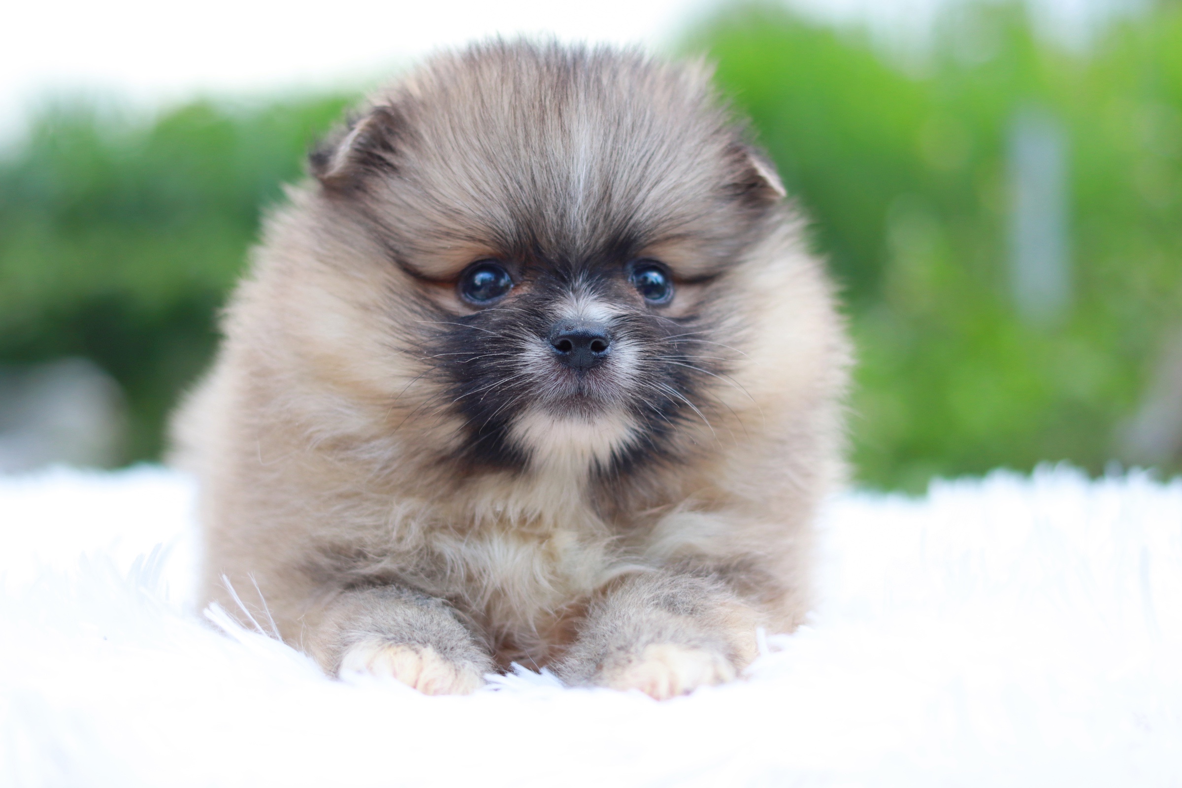 ปอมเมอเรเนียน เพศเมียสีส้ม