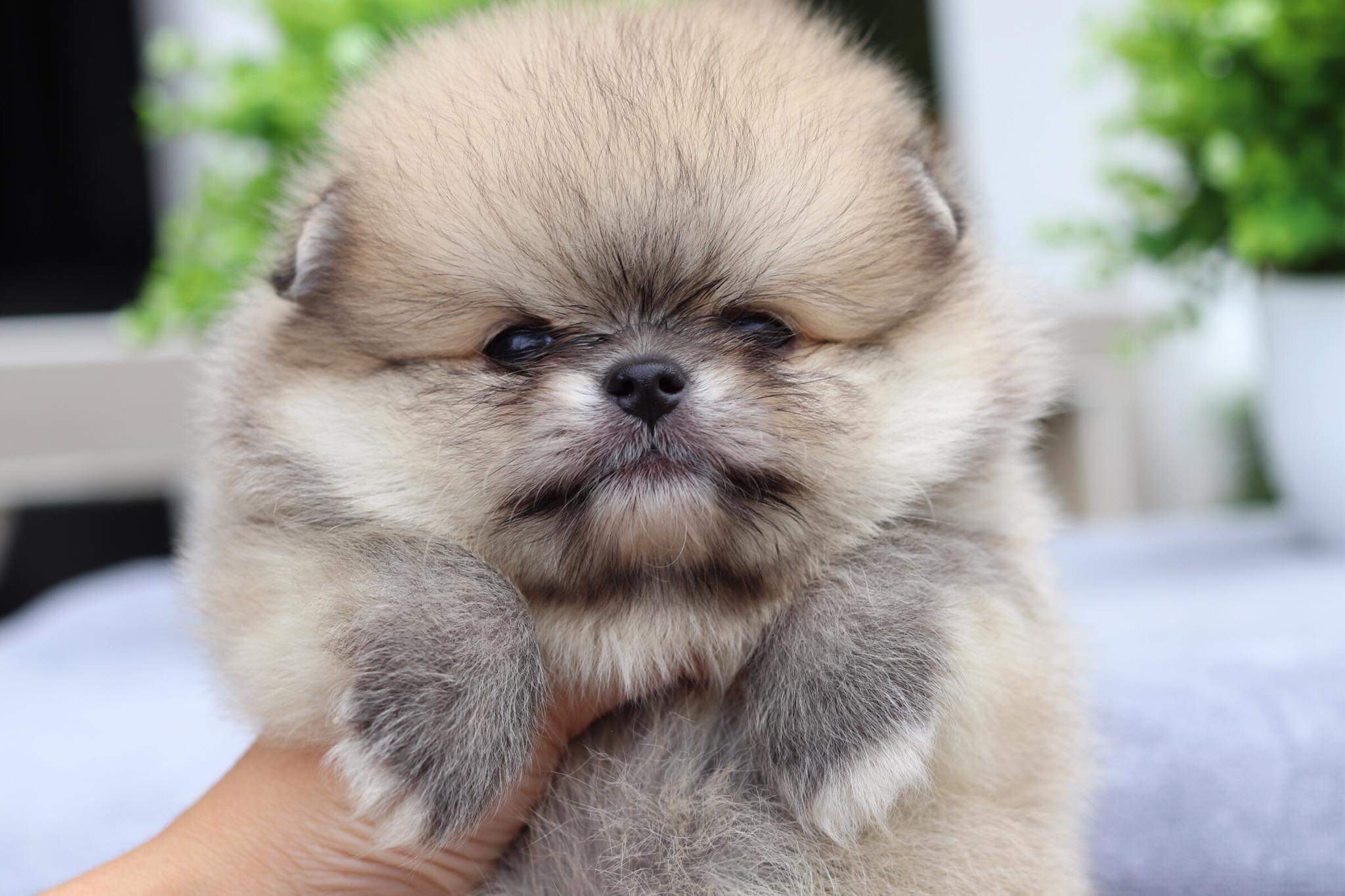 ปอมเมอเรเนียน เพศผู้