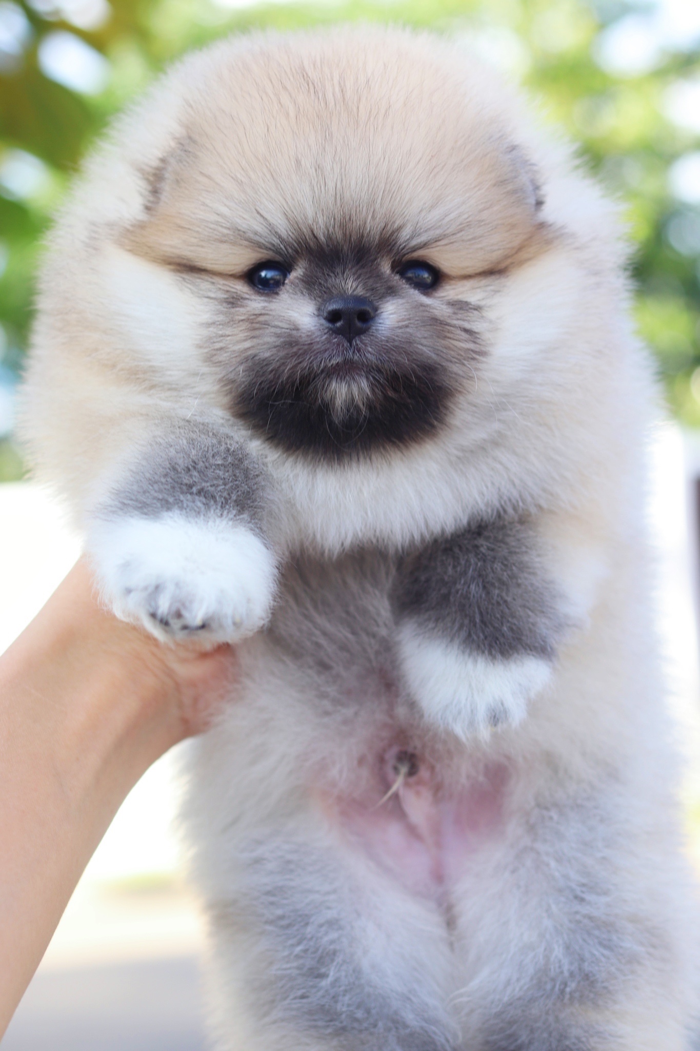 ปอมเมอเรเนียน เพศผู้สีส้ม