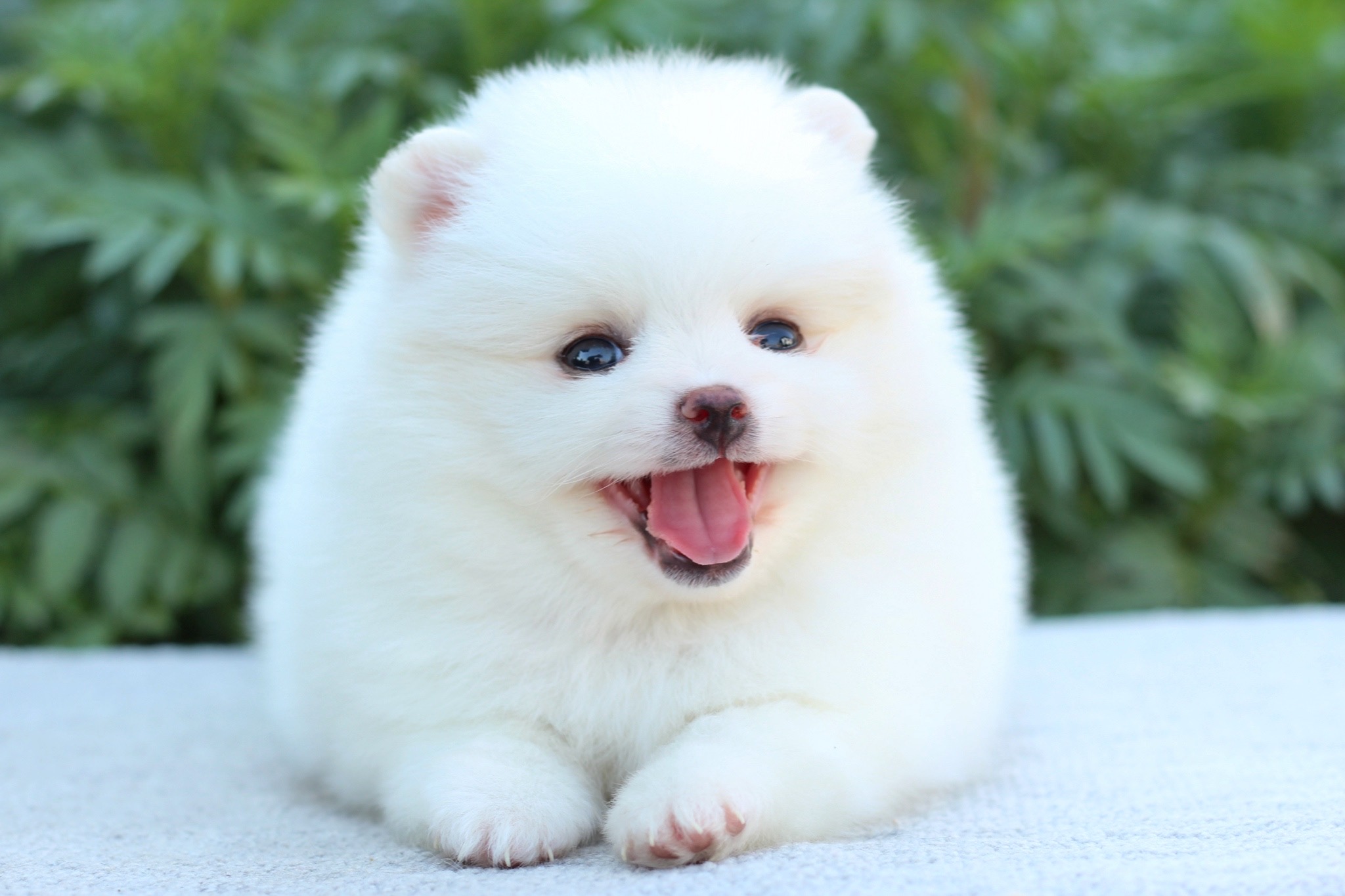 ปอมเมอเรเนียน เพศผู้ สีขาวครีม