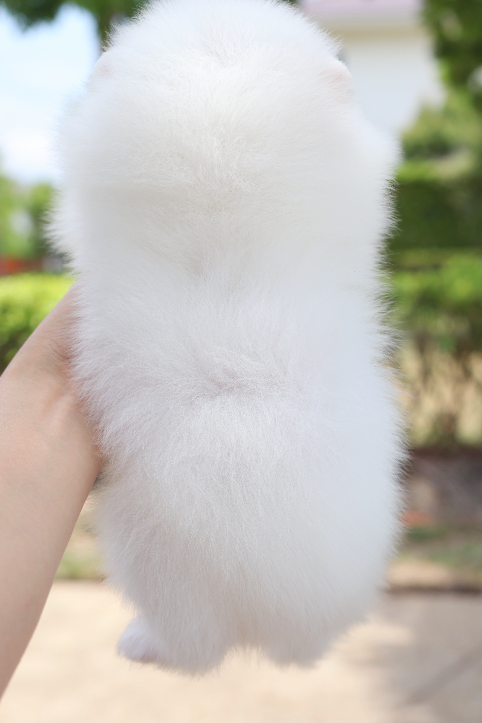 ปอมเมอเรเนียน เพศผู้ สีขาว