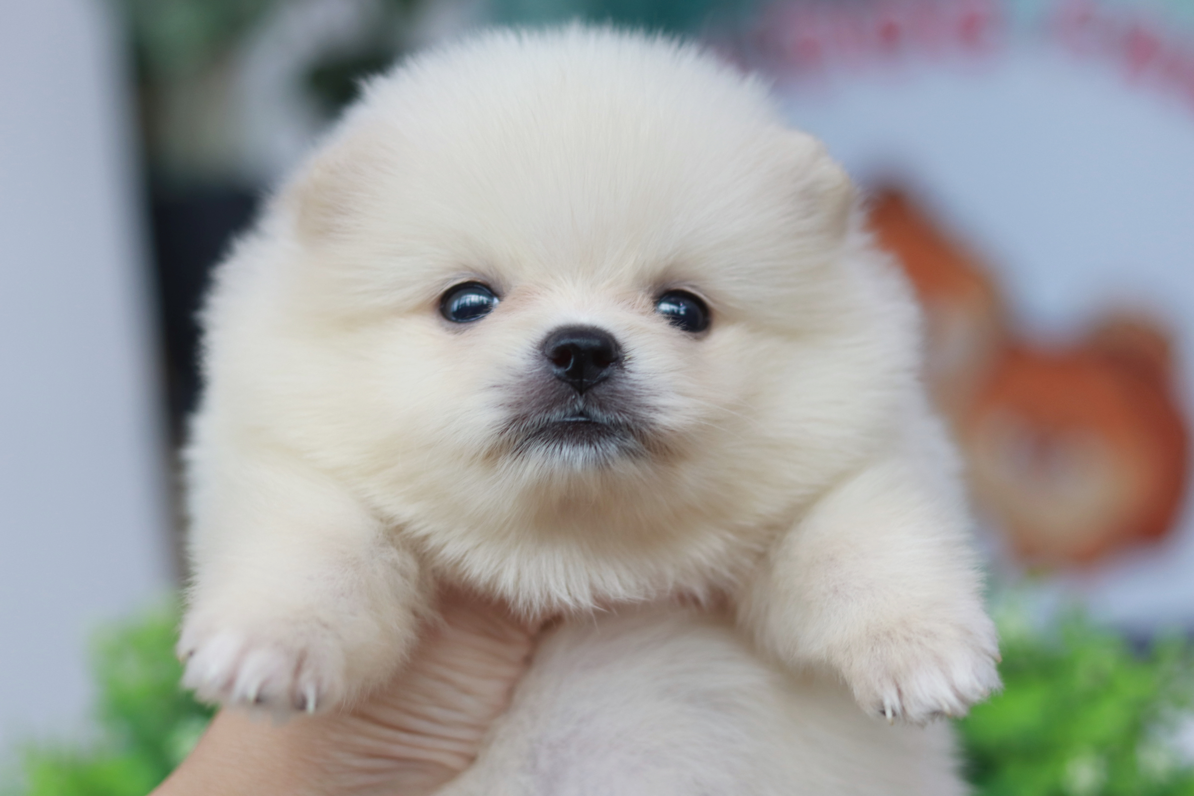 ปอมเมอเรเนียน เพศผู้ ขาวครีม