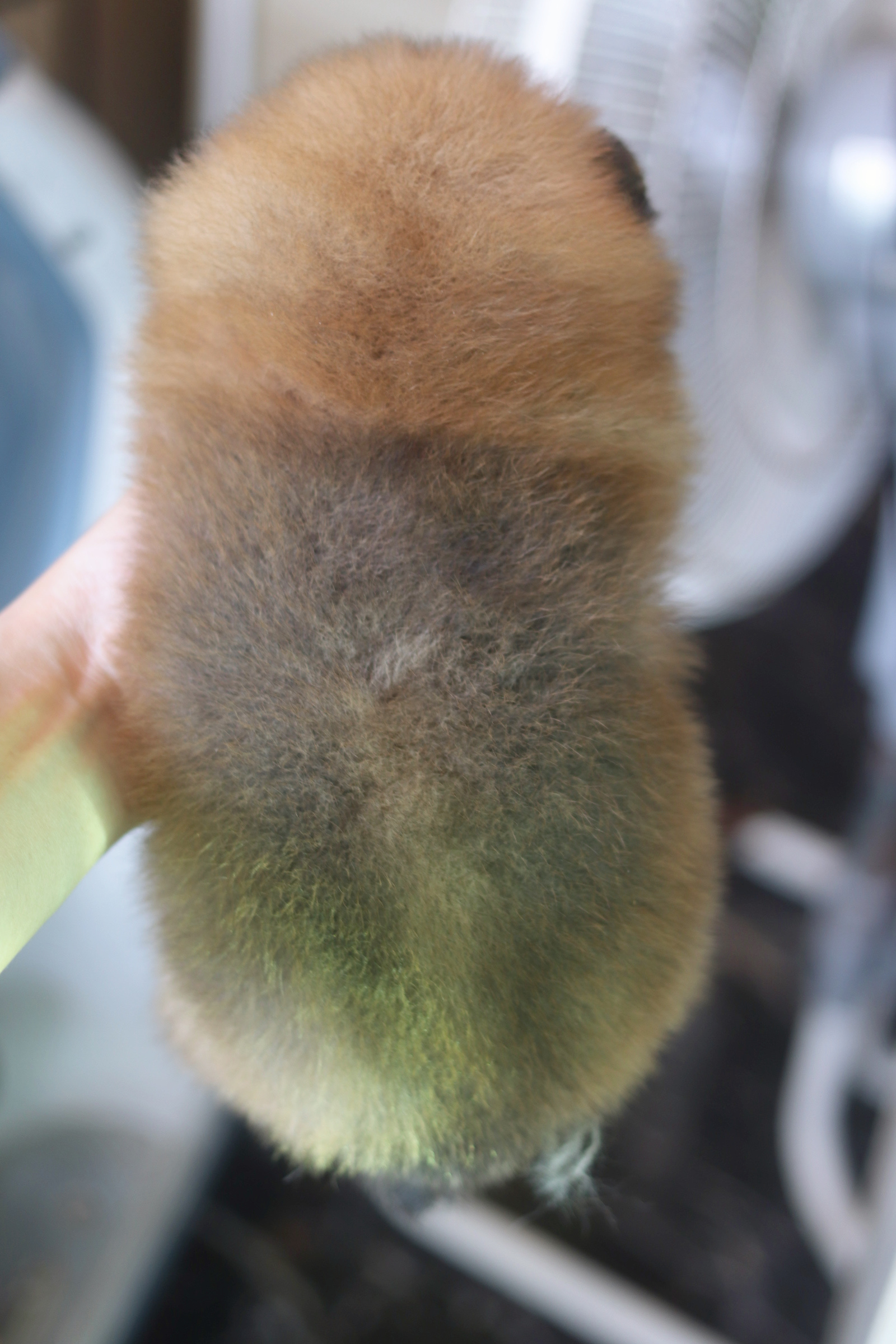 ปอมเมอเรเนียน เพศผู้ สีส้ม