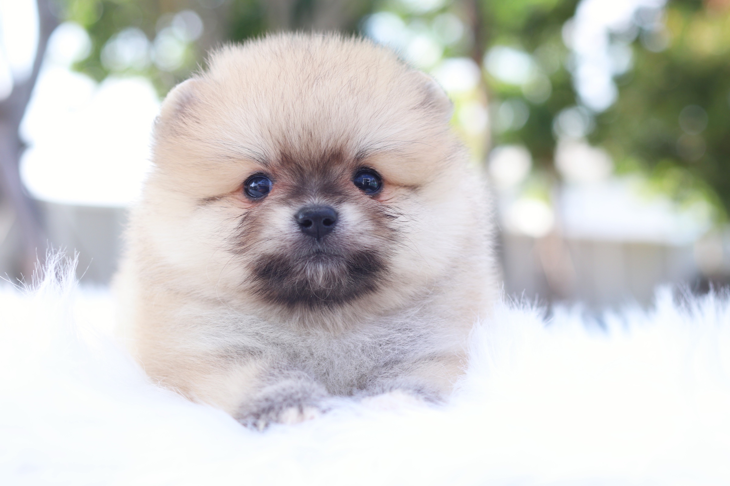 ปอมเมอเรเนียน เพศเมีย สีส้ม