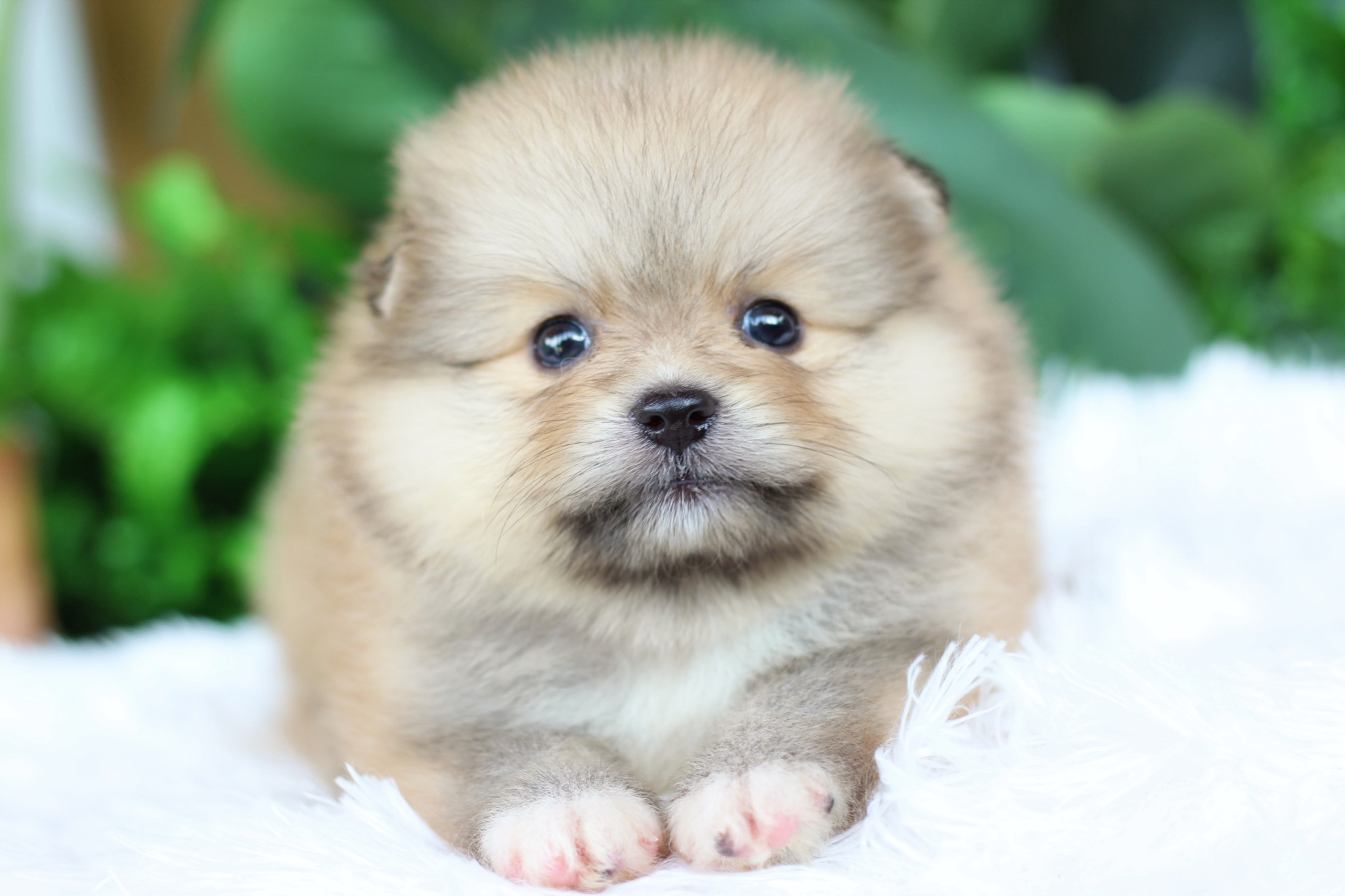 ปอมเมอเรเนียน เพศผู้ สีส้ม