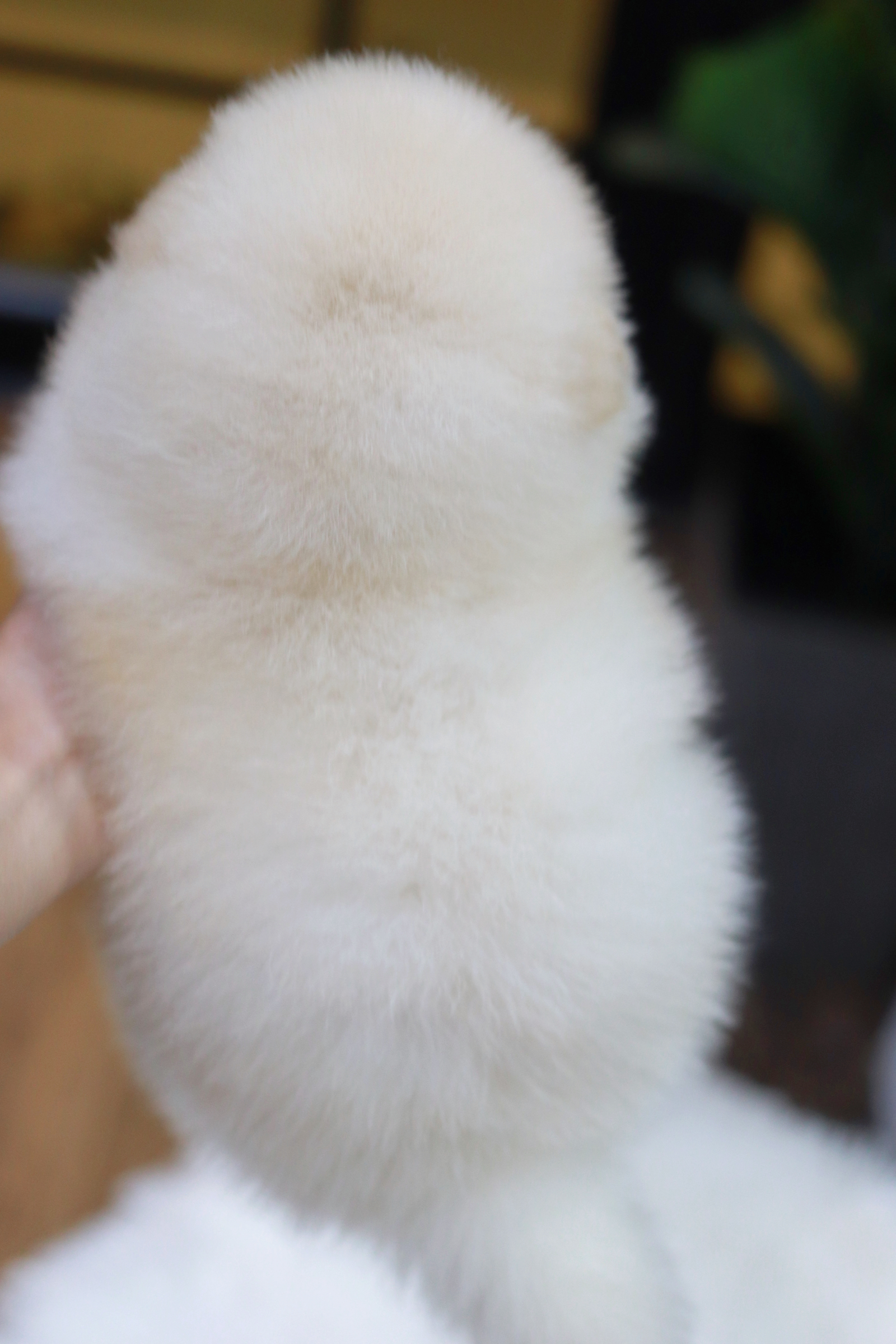 ปอมเมอเรเนียน เพศผู้ สีขาวครีมไซส์ปกติ หน้าฟ็อก