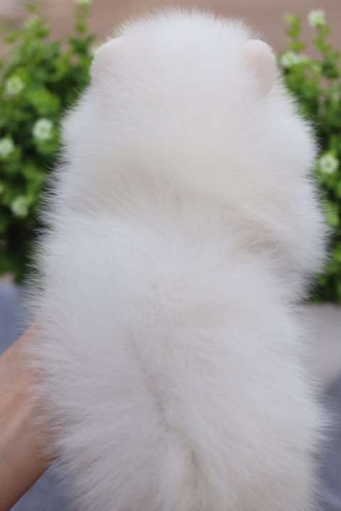 ปอมเมอเรเนียน เพศเมีย