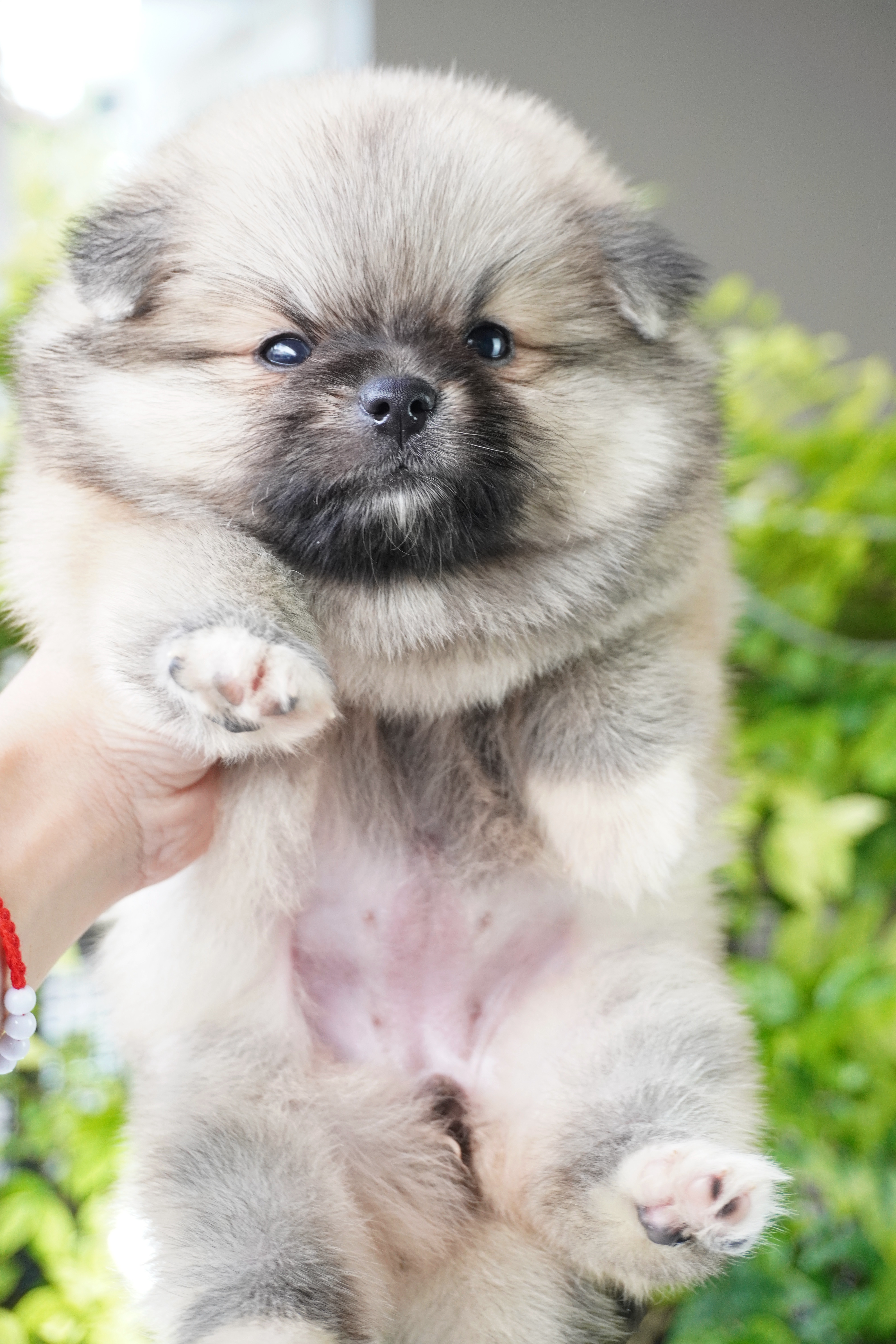 ปอมเมอเรเนียน เพศเมียสีส้ม