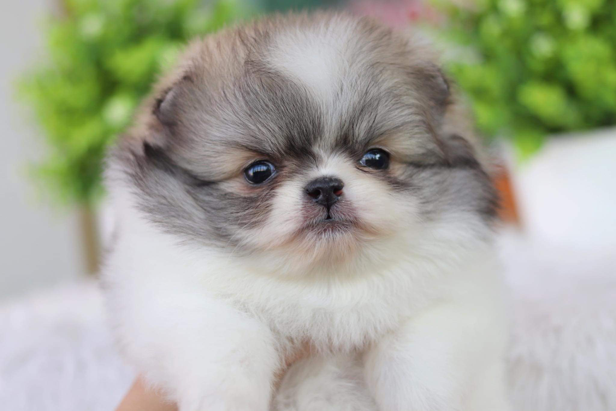 ปอมเมอเรเนียน เพศเมีย