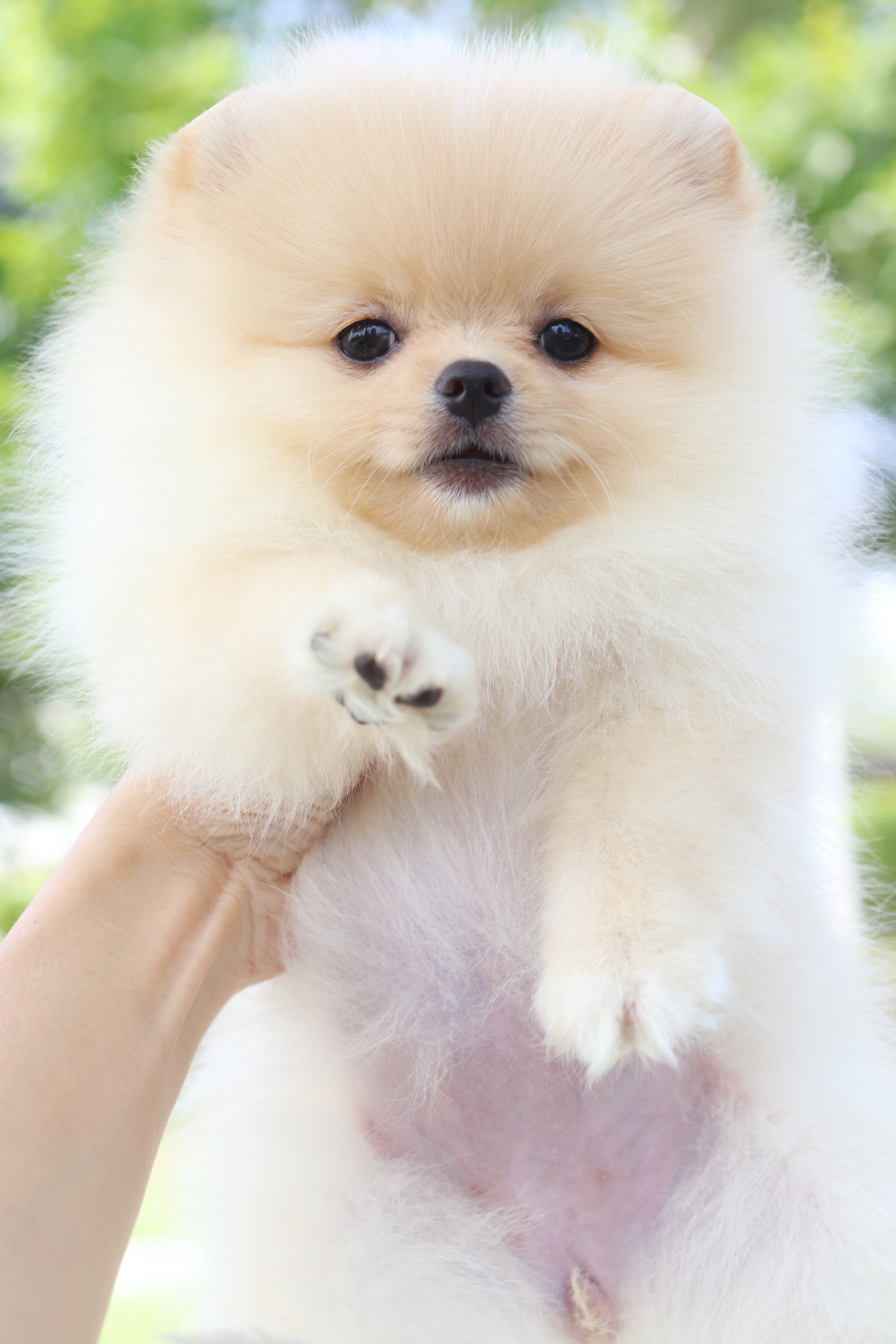 ปอมเมอเรเนียน เพศเมียสีครีม