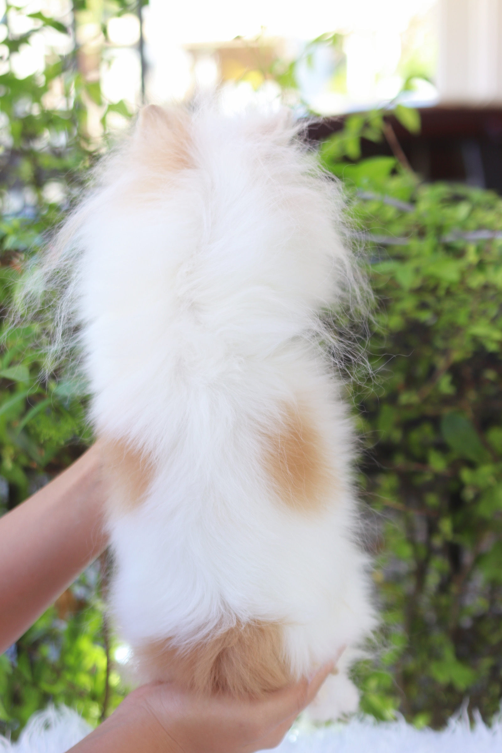 ปอมเมอเรเนียน เพศเมียสีแฟนซี