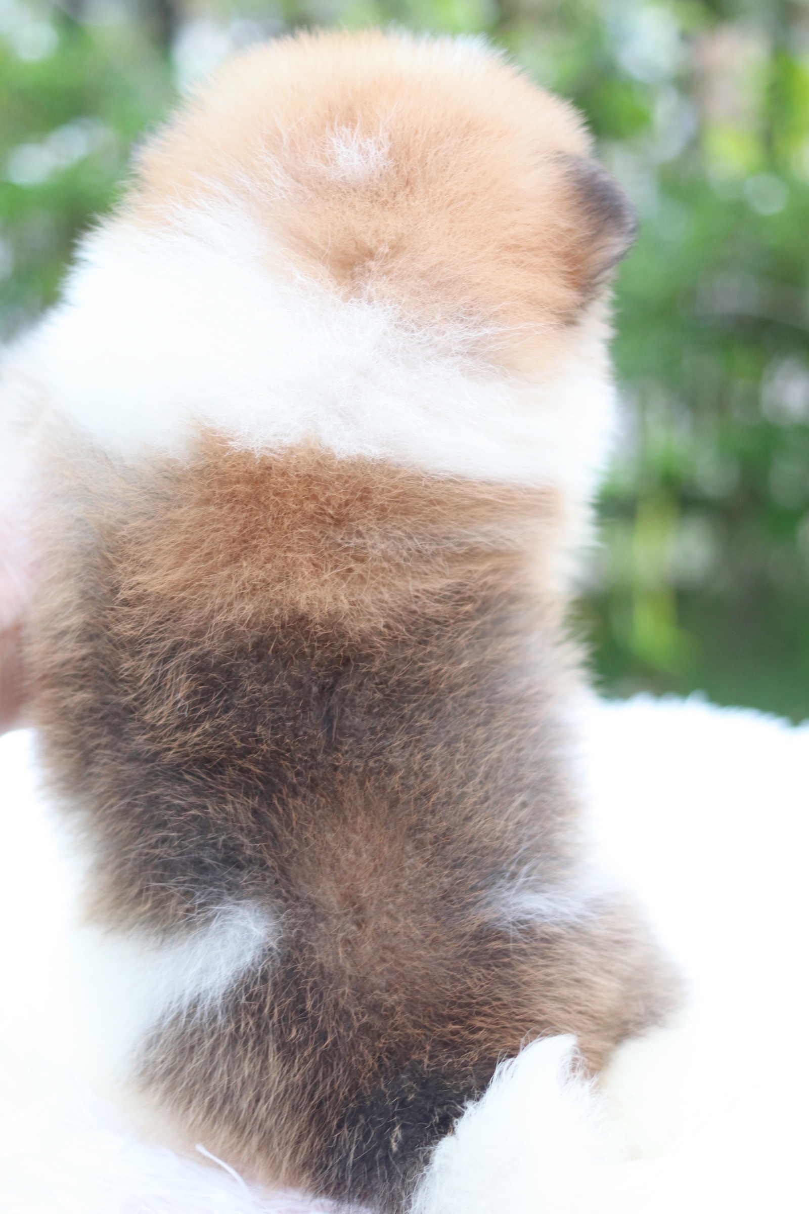 ปอมเมอเรเนียน เพศผู้แฟนซีไซส์เล็ก