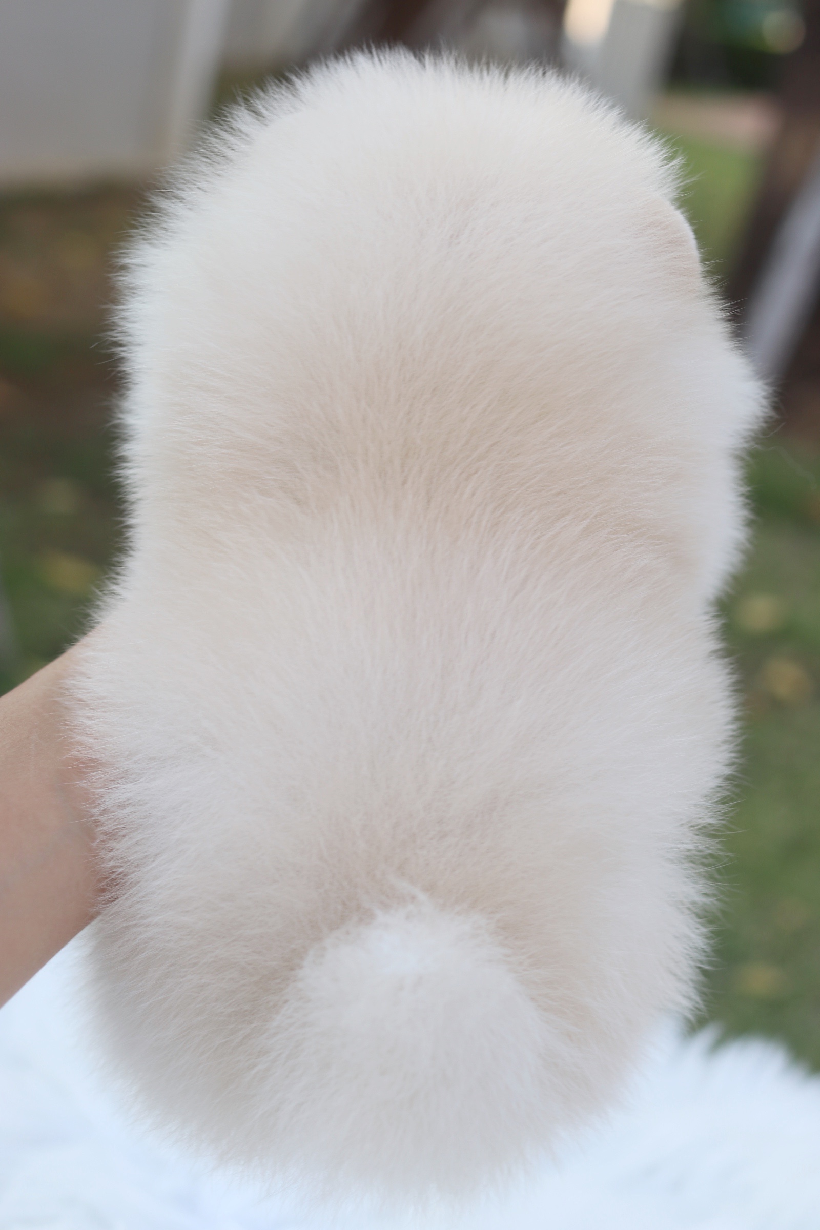 ปอมเมอเรเนียน เพศเมียสีครีม