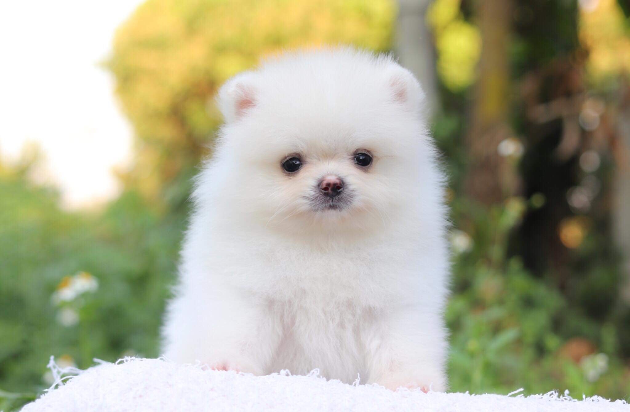 ปอมเมอเรเนียน เพศผู้