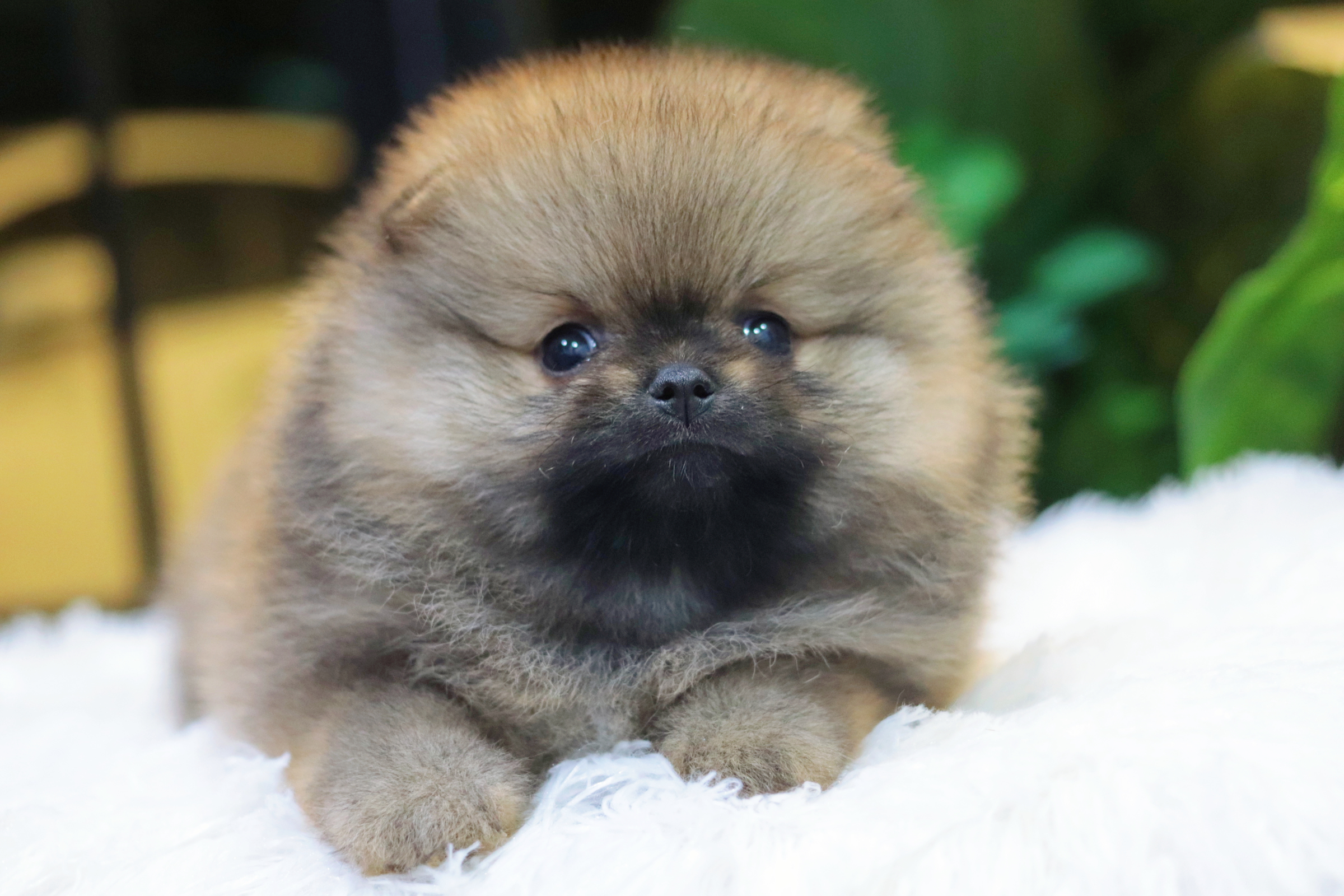 ปอมเมอเรเนียน เพศผู้ สีส้ม สายเลือดดี