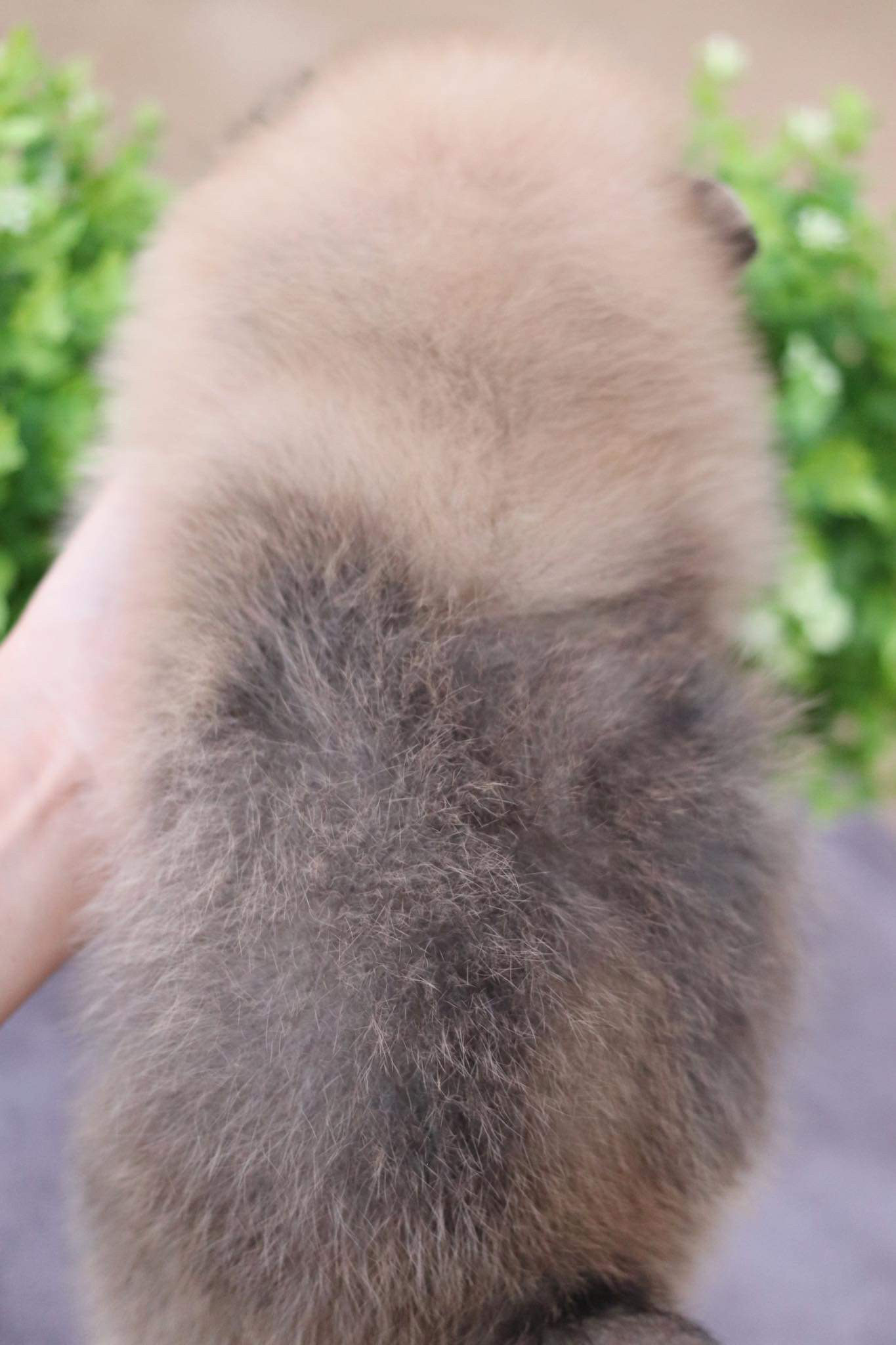 ปอมเมอเรเนียน เพศผู้