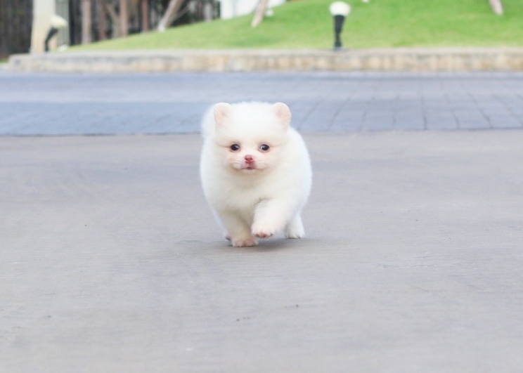ปอมเมอเรเนียน เพศเมียสีขาวครีม