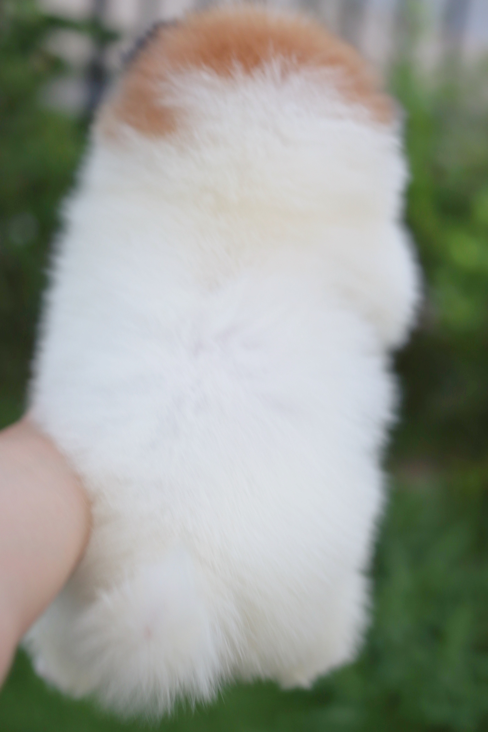 ปอมเมอเรเนียน เพศเมีย แฟนซี