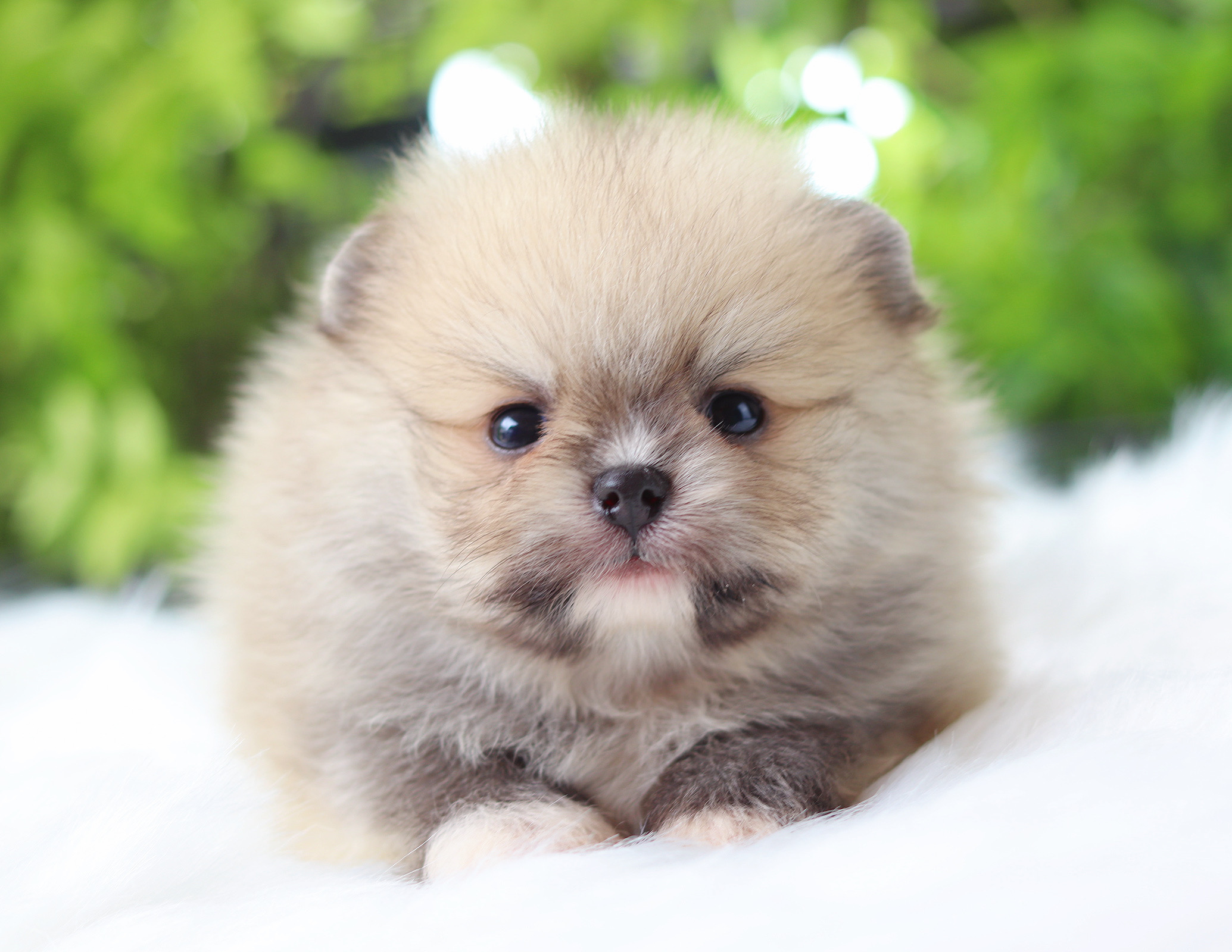 ปอมเมอเรเนียน เพศผู้สีส้ม เกรดโชว์